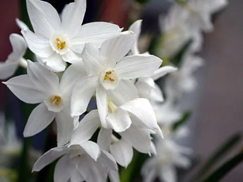 Easy bulbs for winter cheer