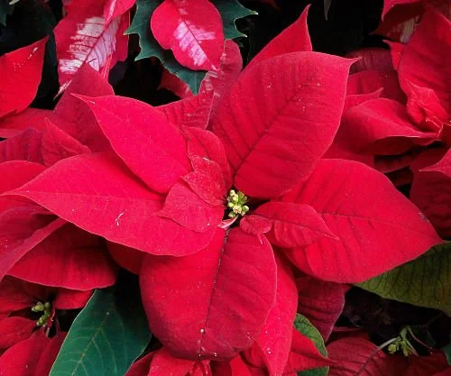 Poinsettia: The Christmas flower