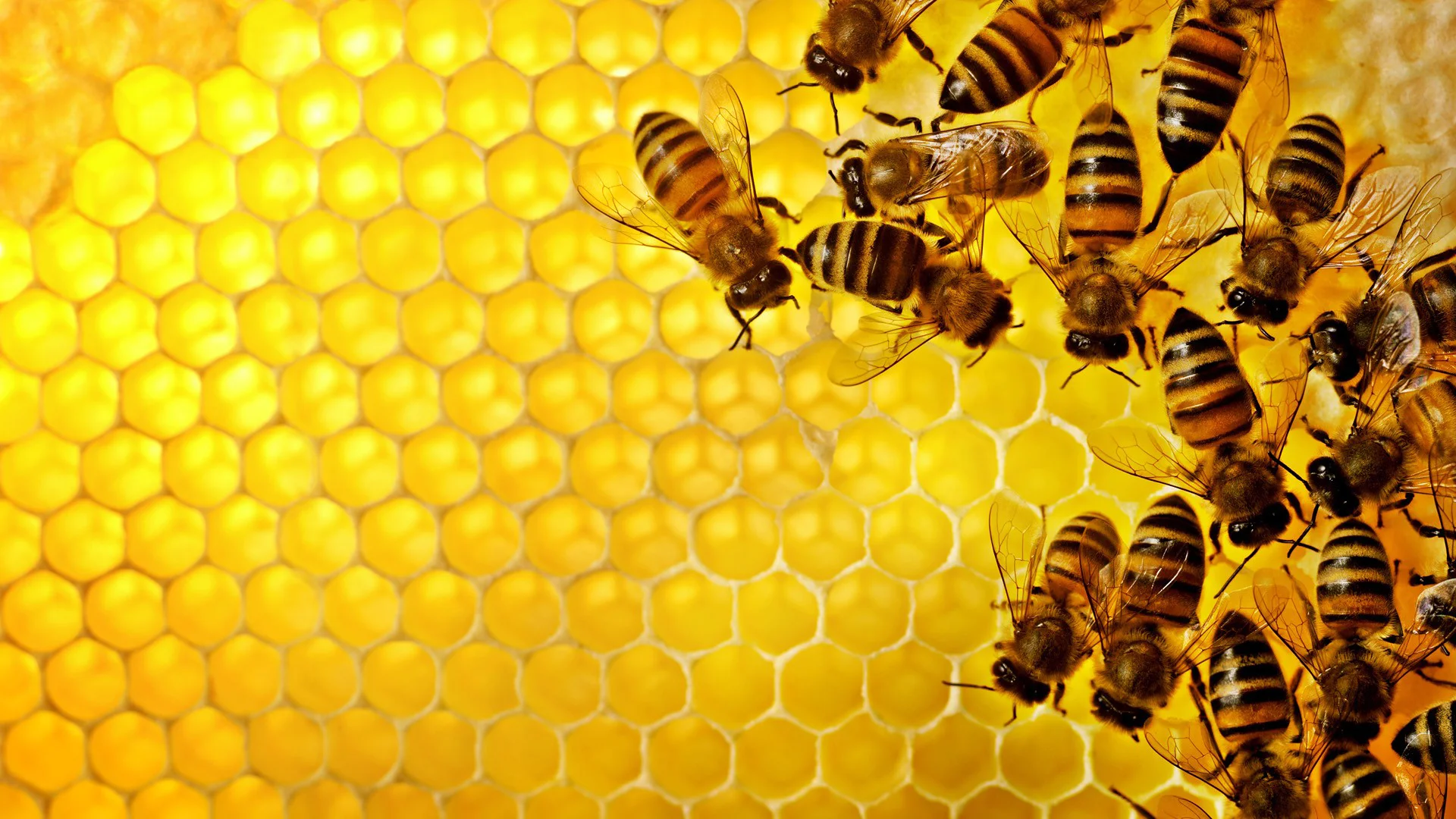 Distributed leadership