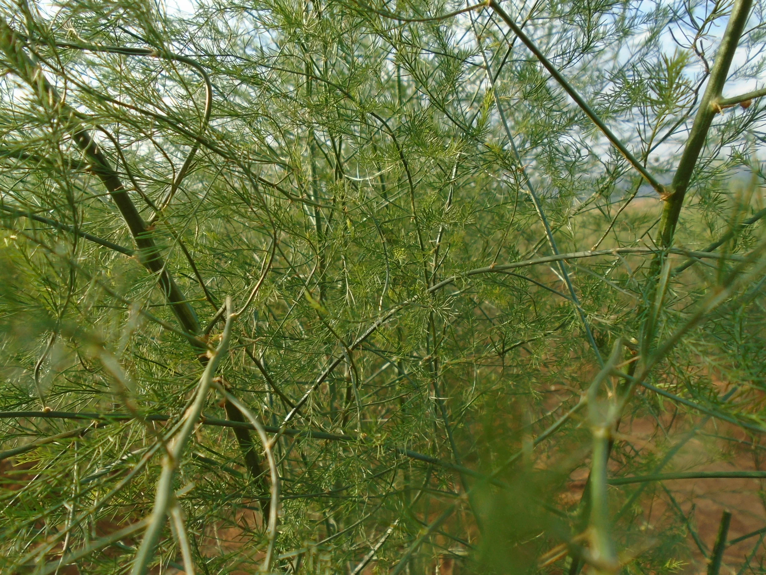 DSC00700.JPG