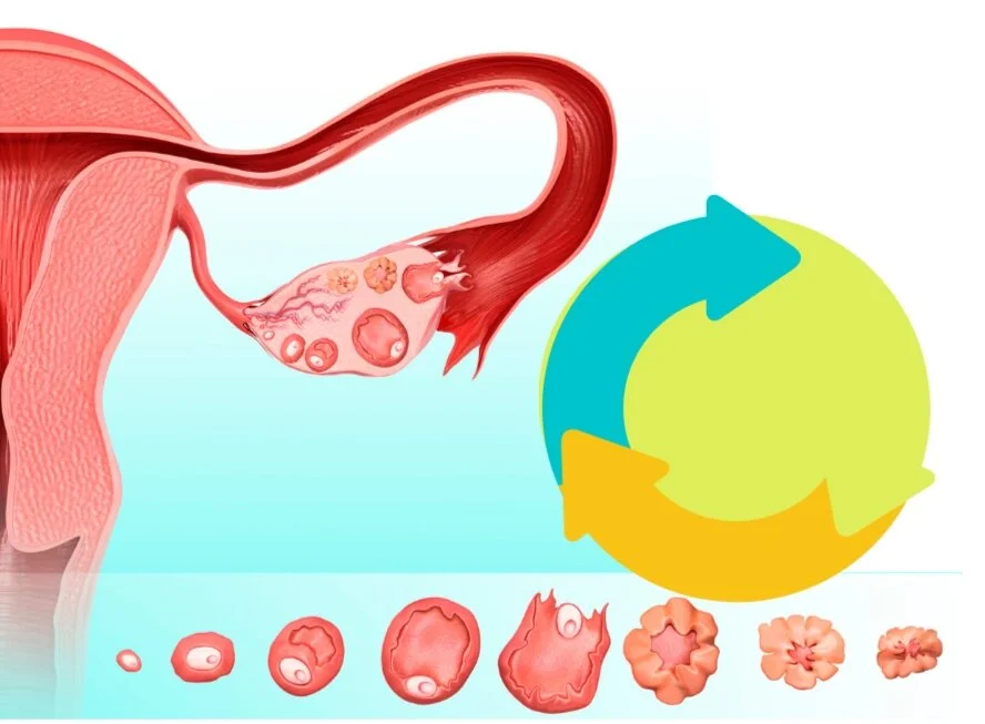 Menstrual+cycle.jpg