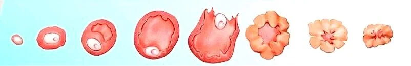 Ovulation%2C+a+sign+of+health.jpg