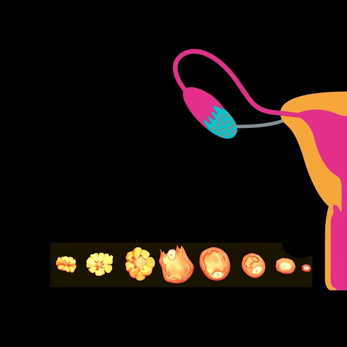 menstrual+cycle+.jpg