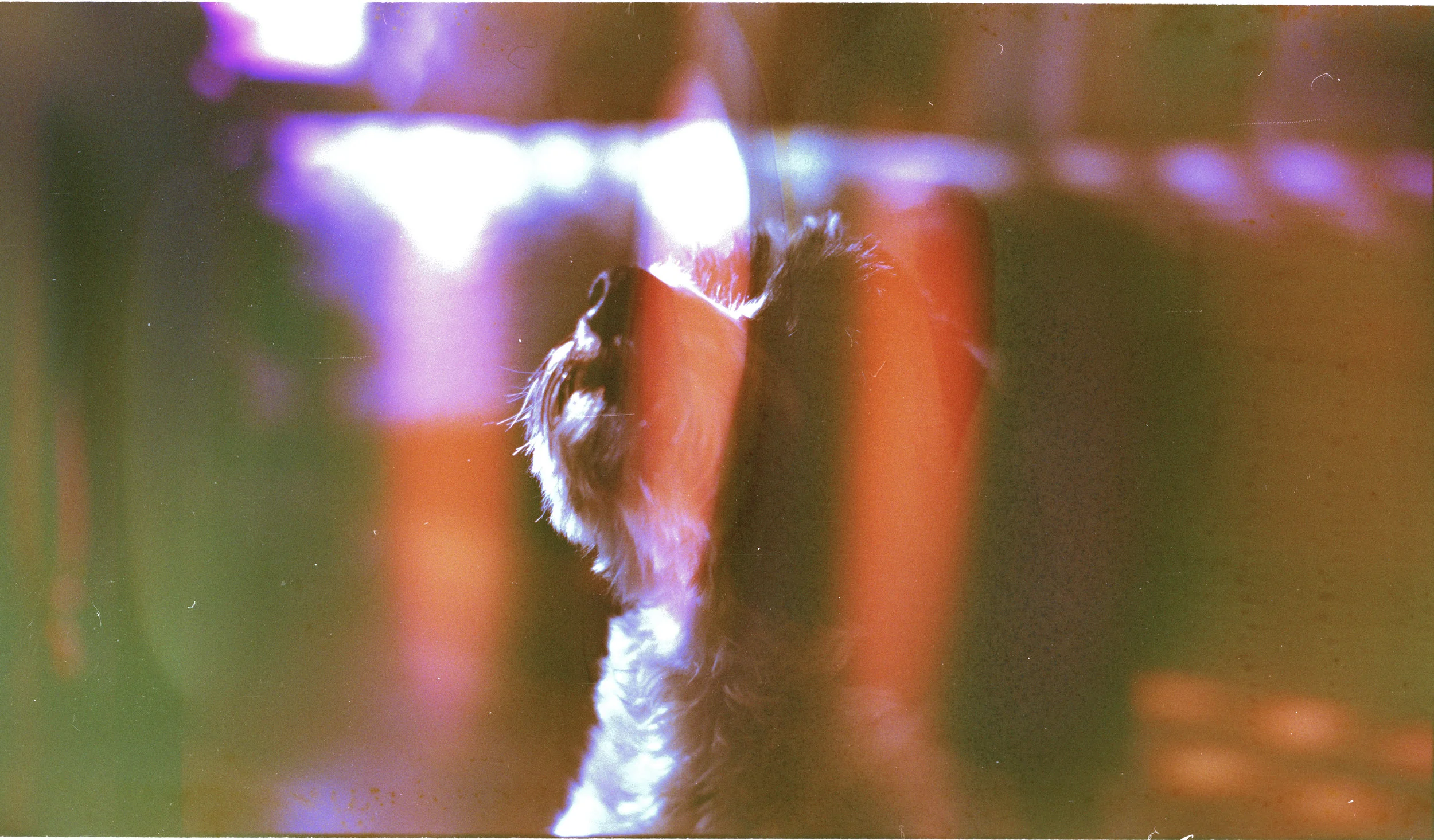 ollie.jpg