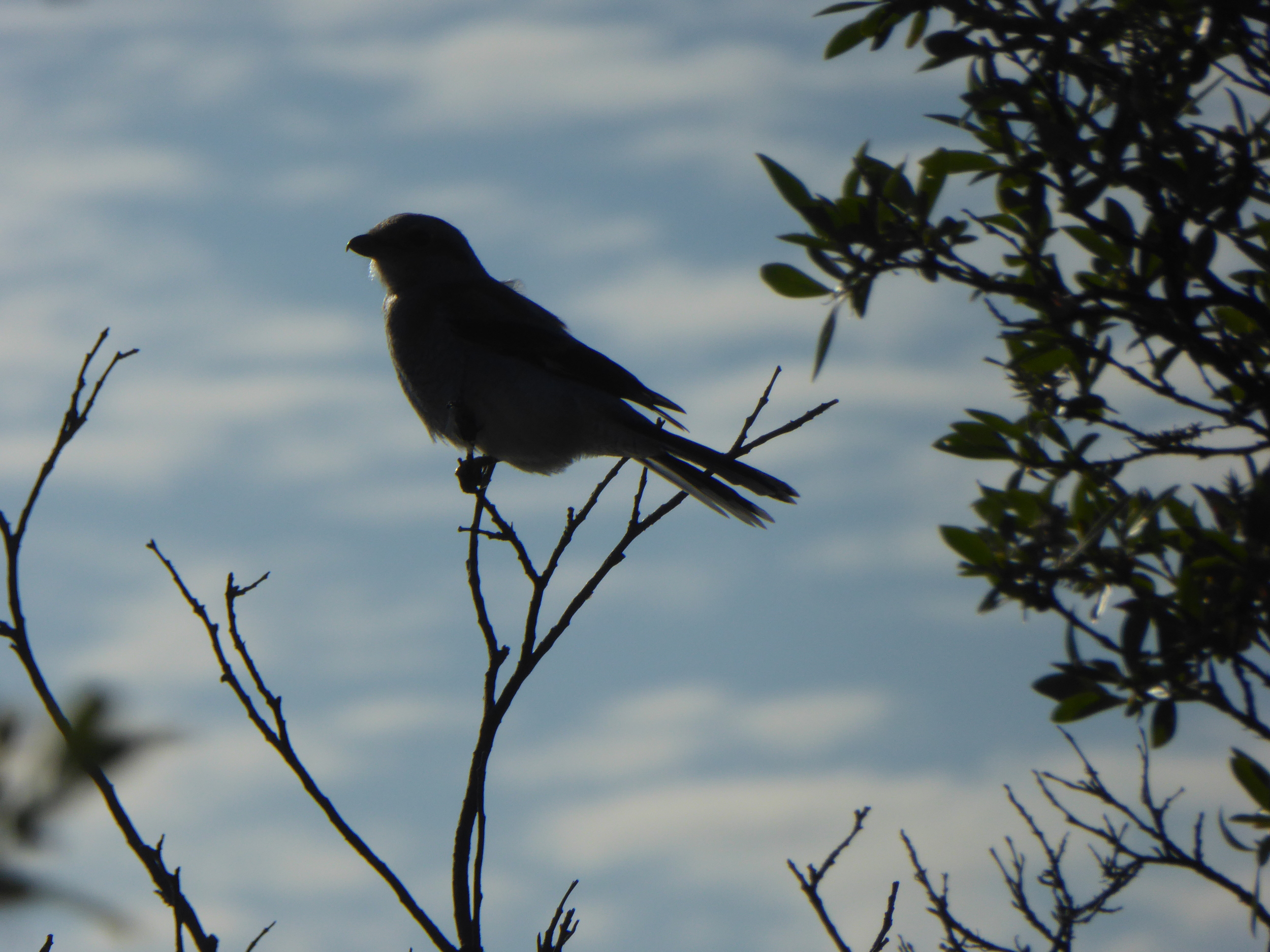 Northern Shrike