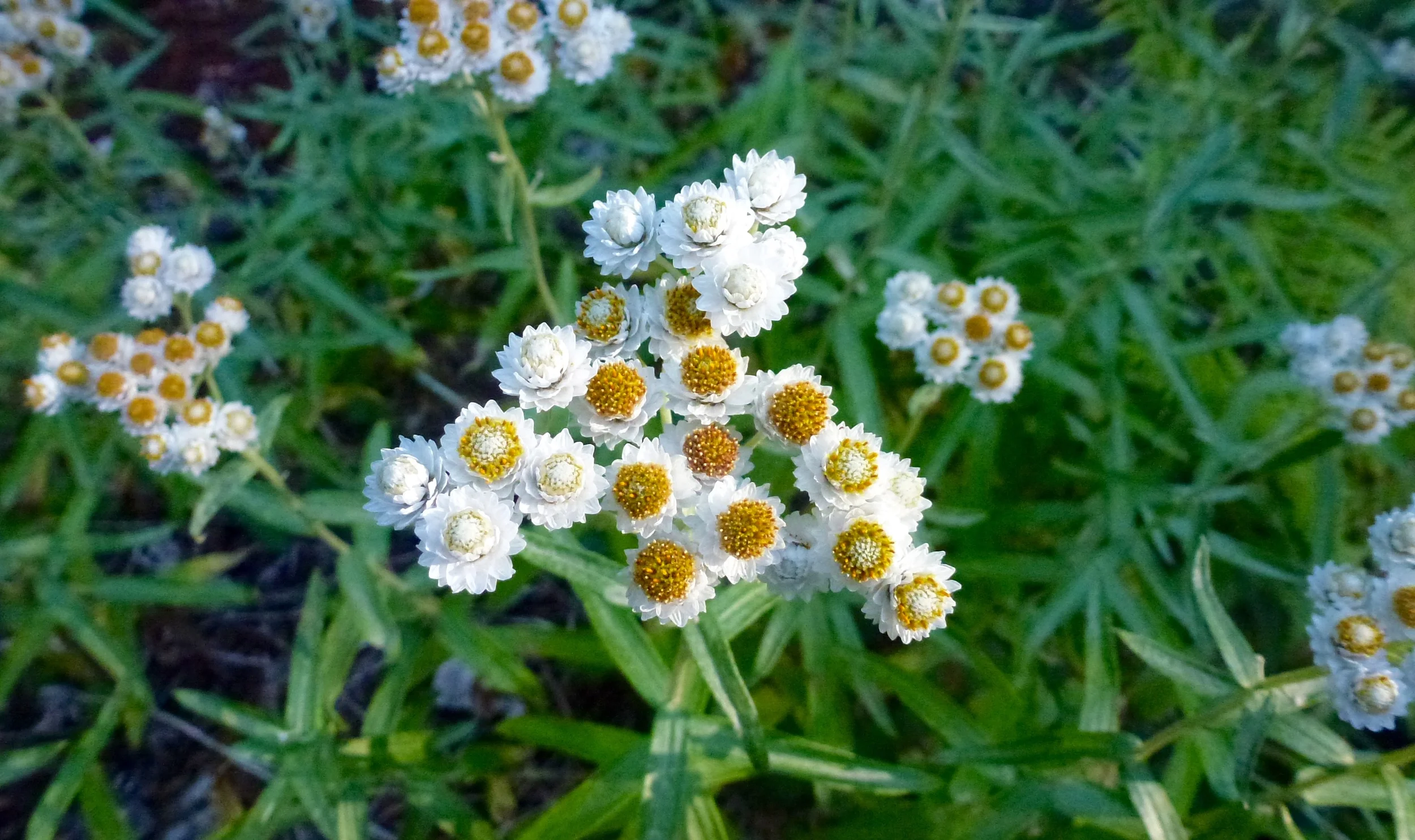 P1050421.jpg