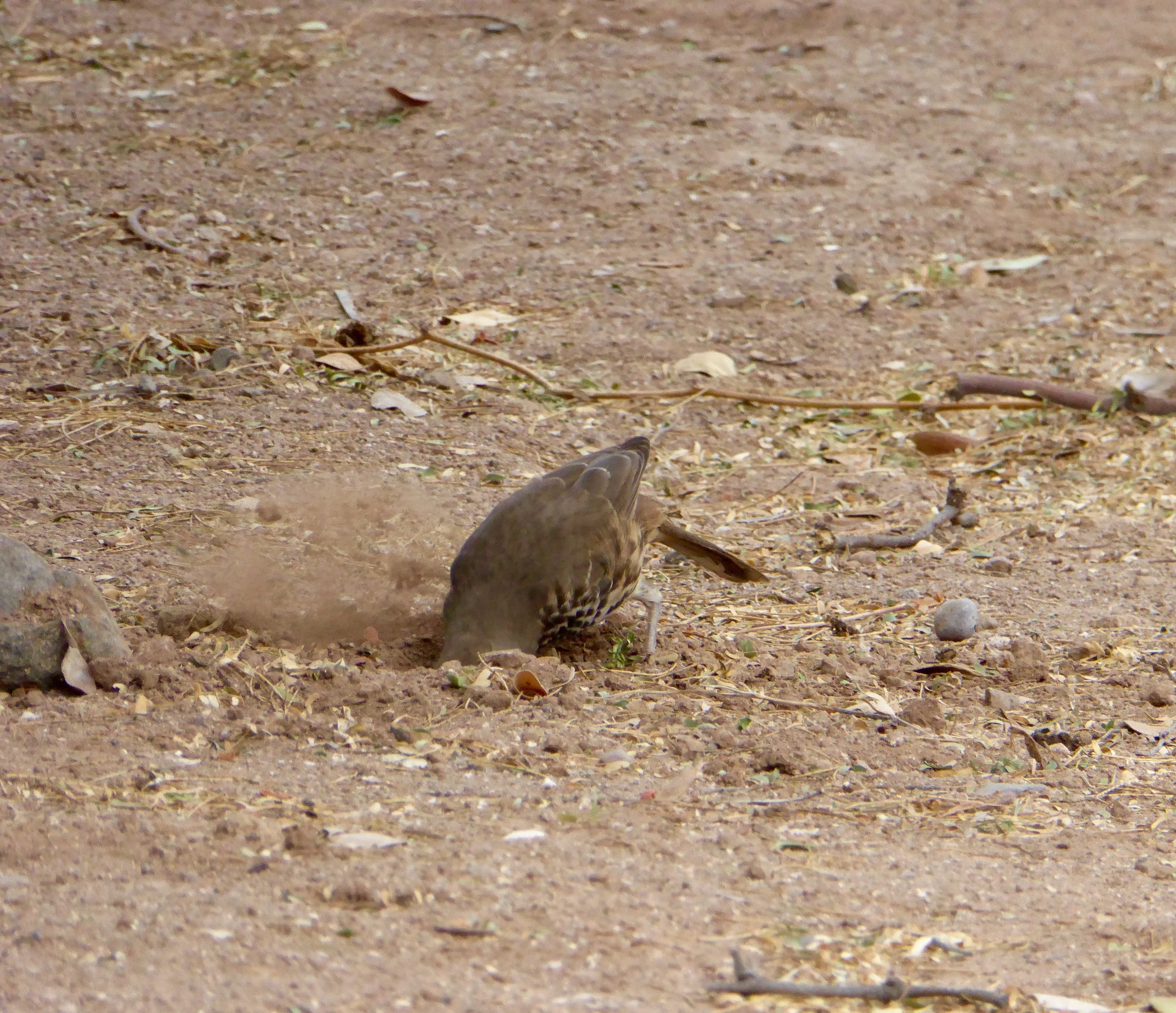 P1000302.jpg