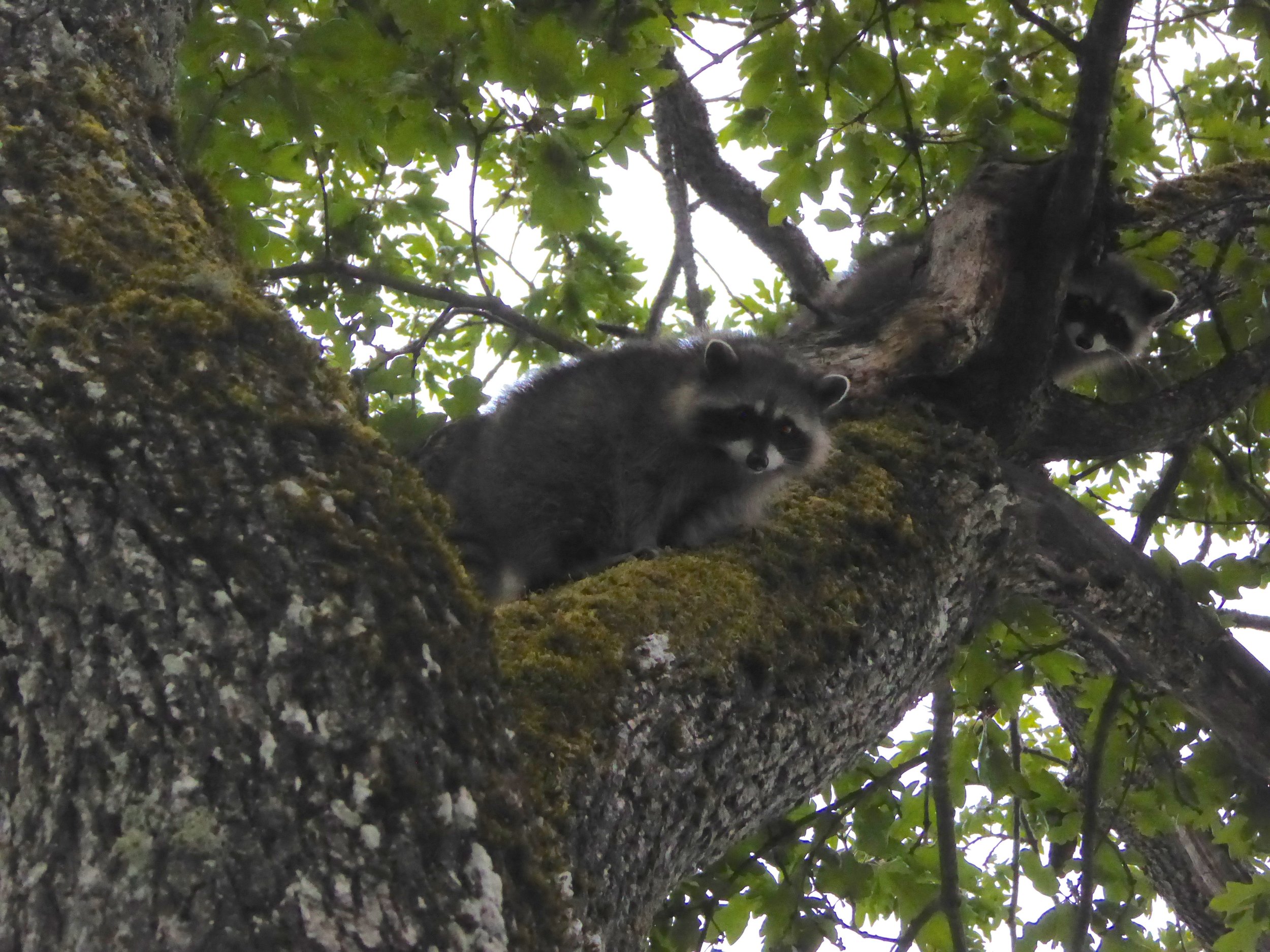 They were oh so cute. Cuter if they stay in the tree.