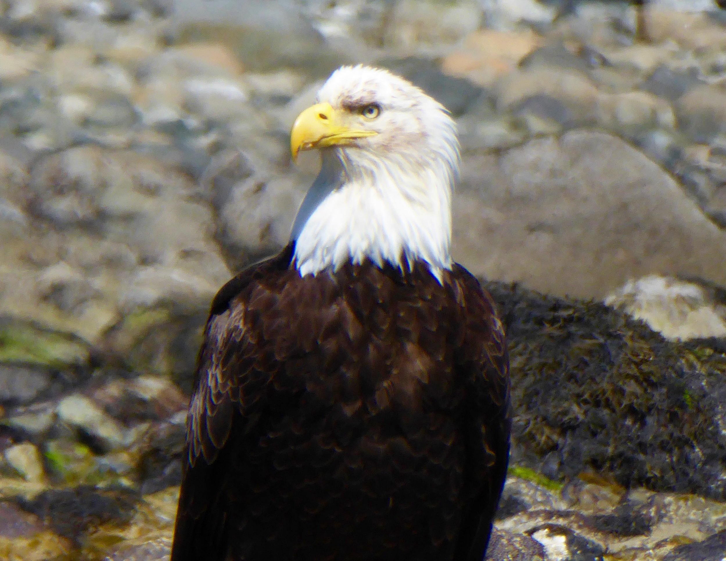 a magnificent bird.
