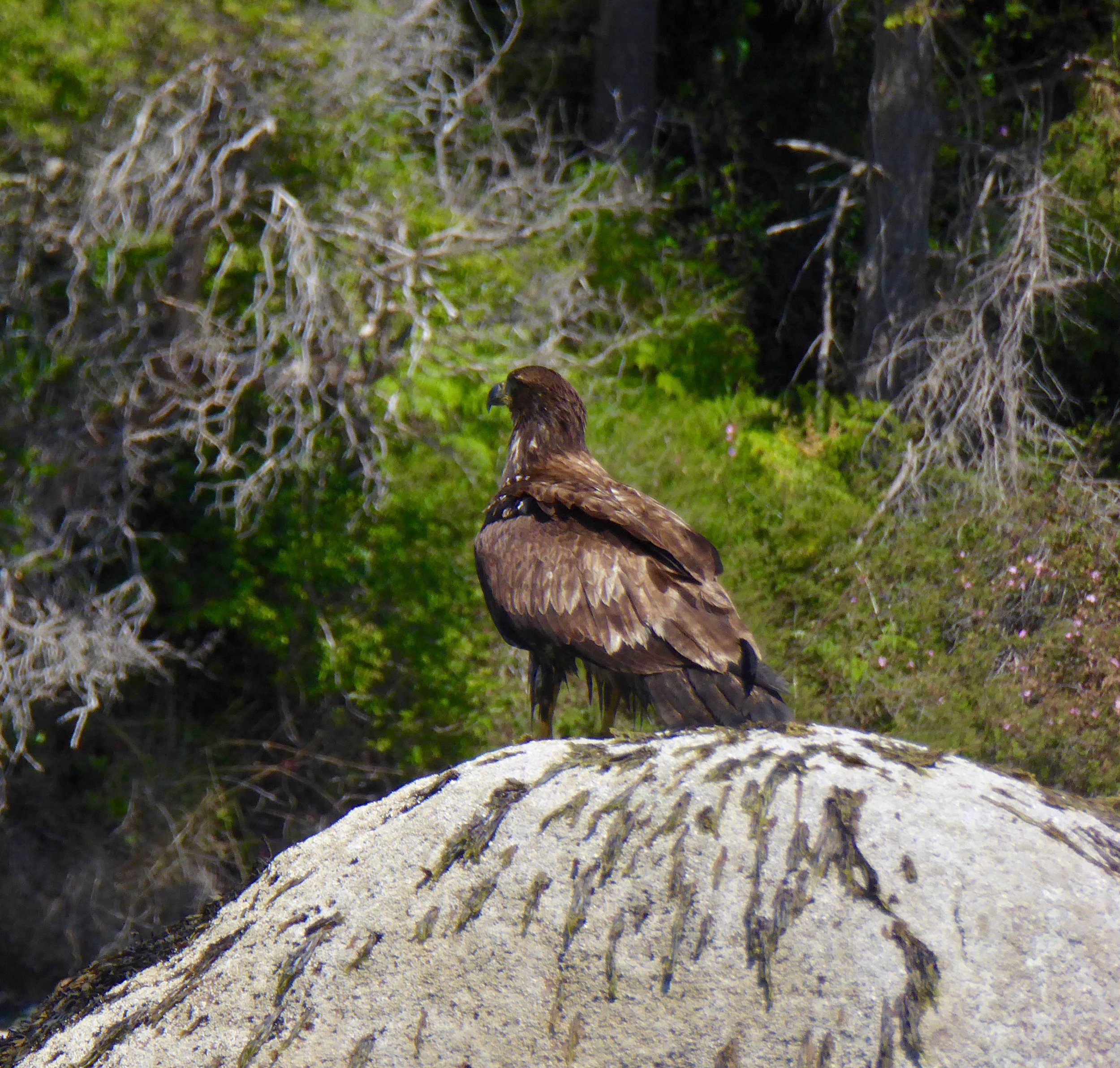 It will take several years before this bird will have the white head.