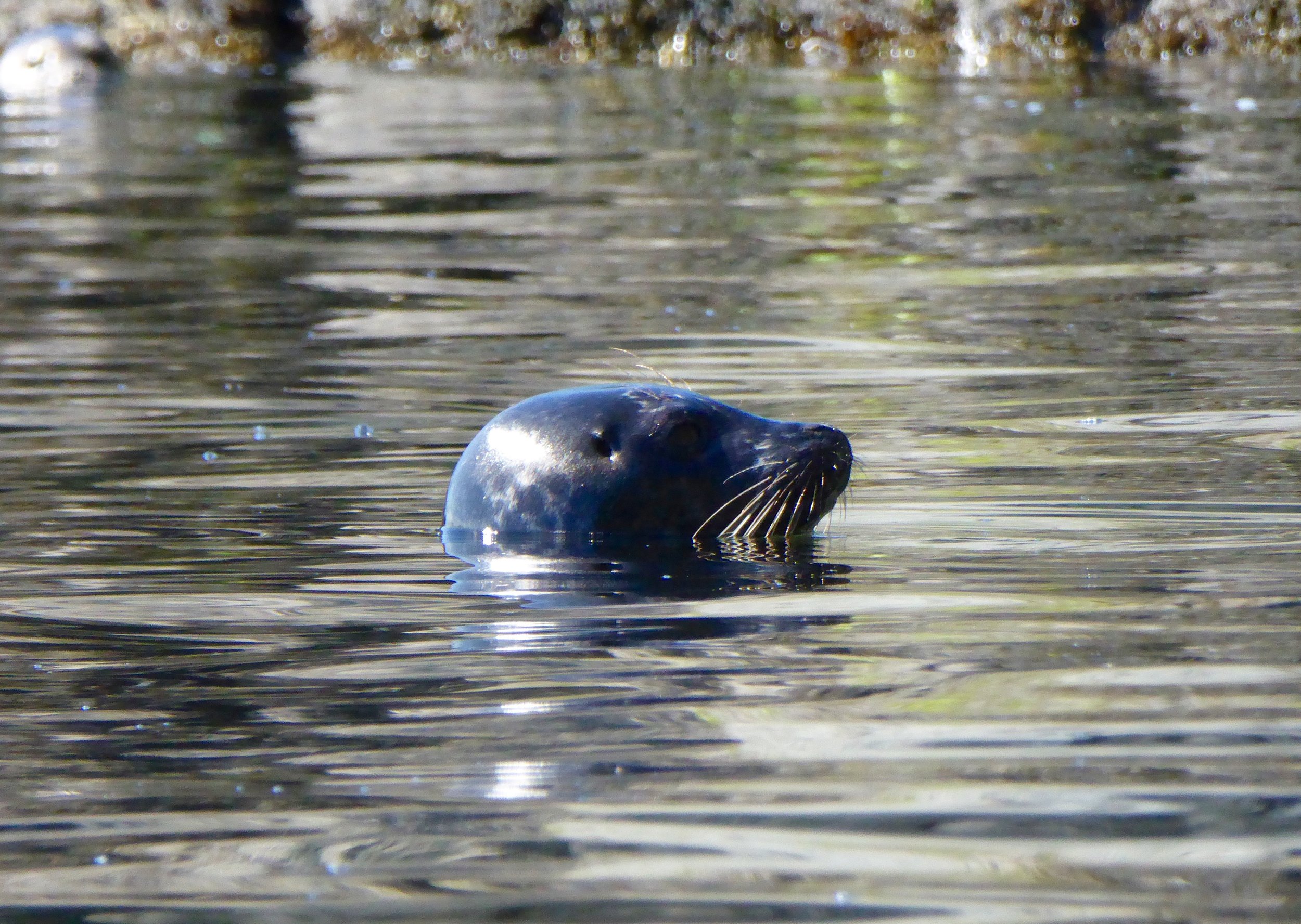 one never knows when the seal is going to raise their heads.