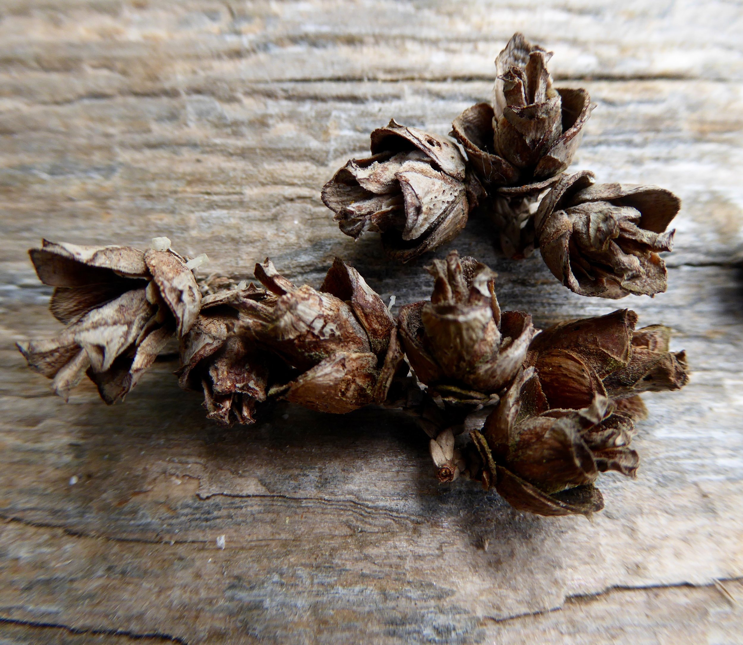 And beautiful small cones. The red cedar was used by the natives for numerous purposes.