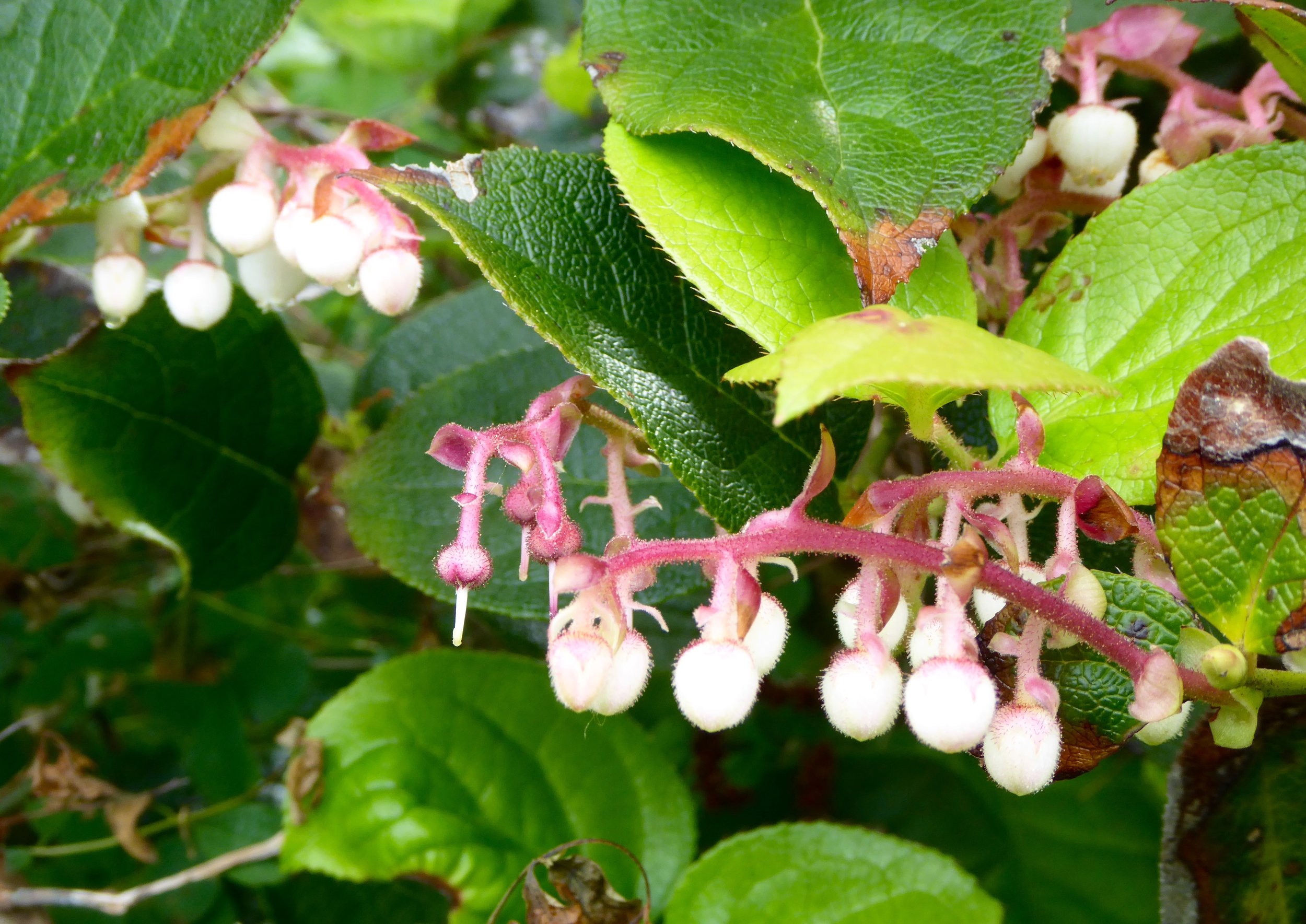 Salal forms a dense wall of leaves and flowers. It was also used by the natives as an important food source.