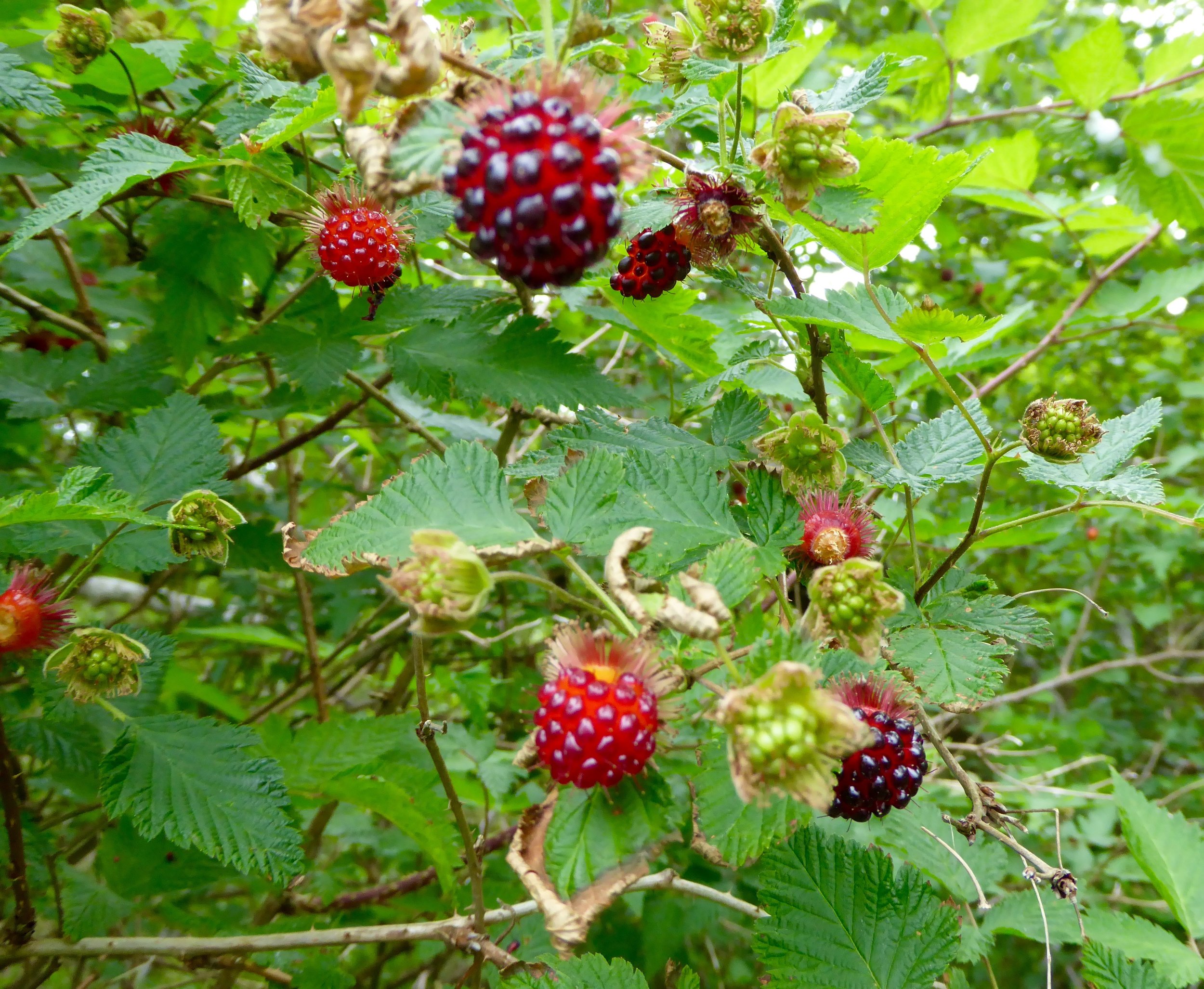 We are anticipating a good harvest of salmon berries this summer. This is encouraging!