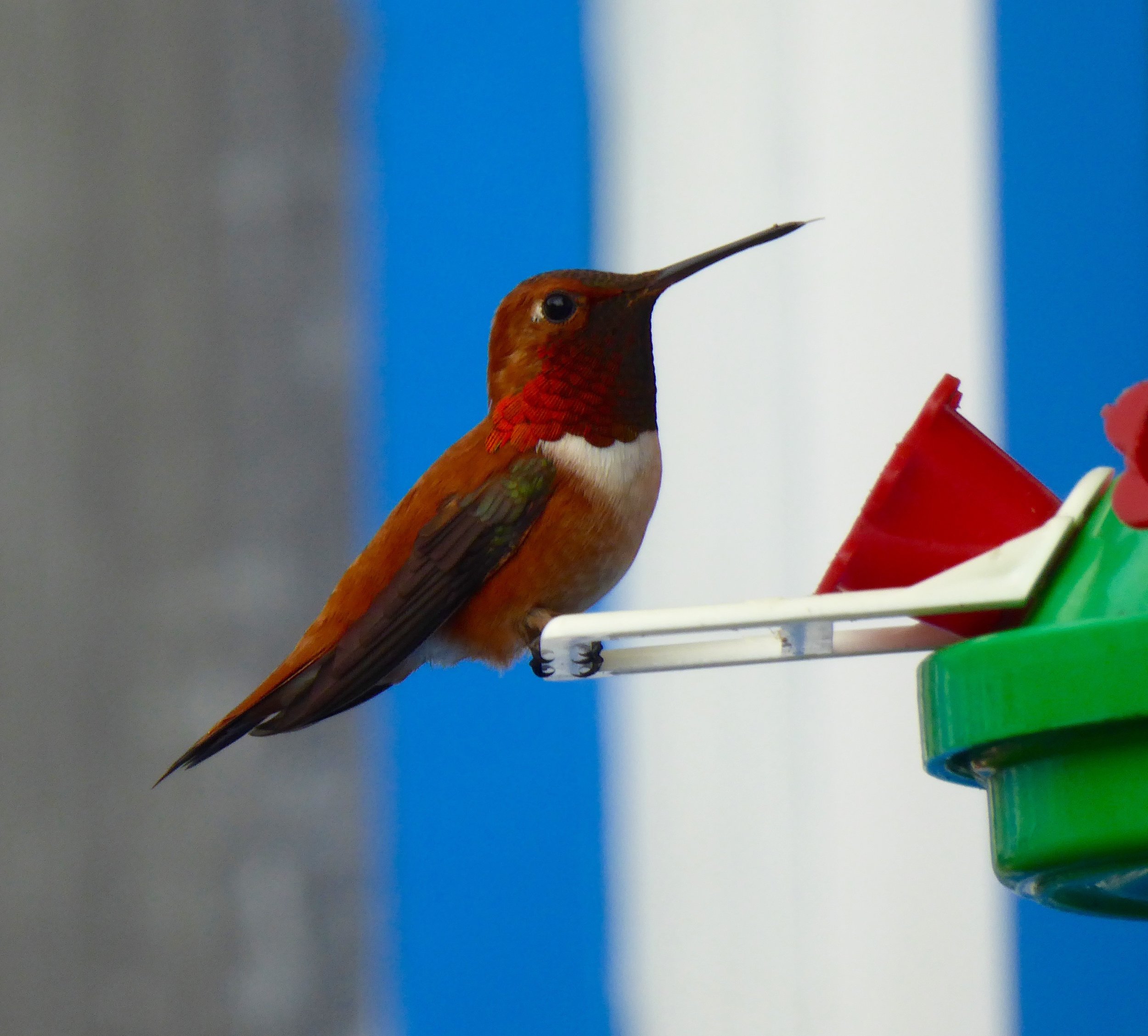 It male Rufous Hummingbird