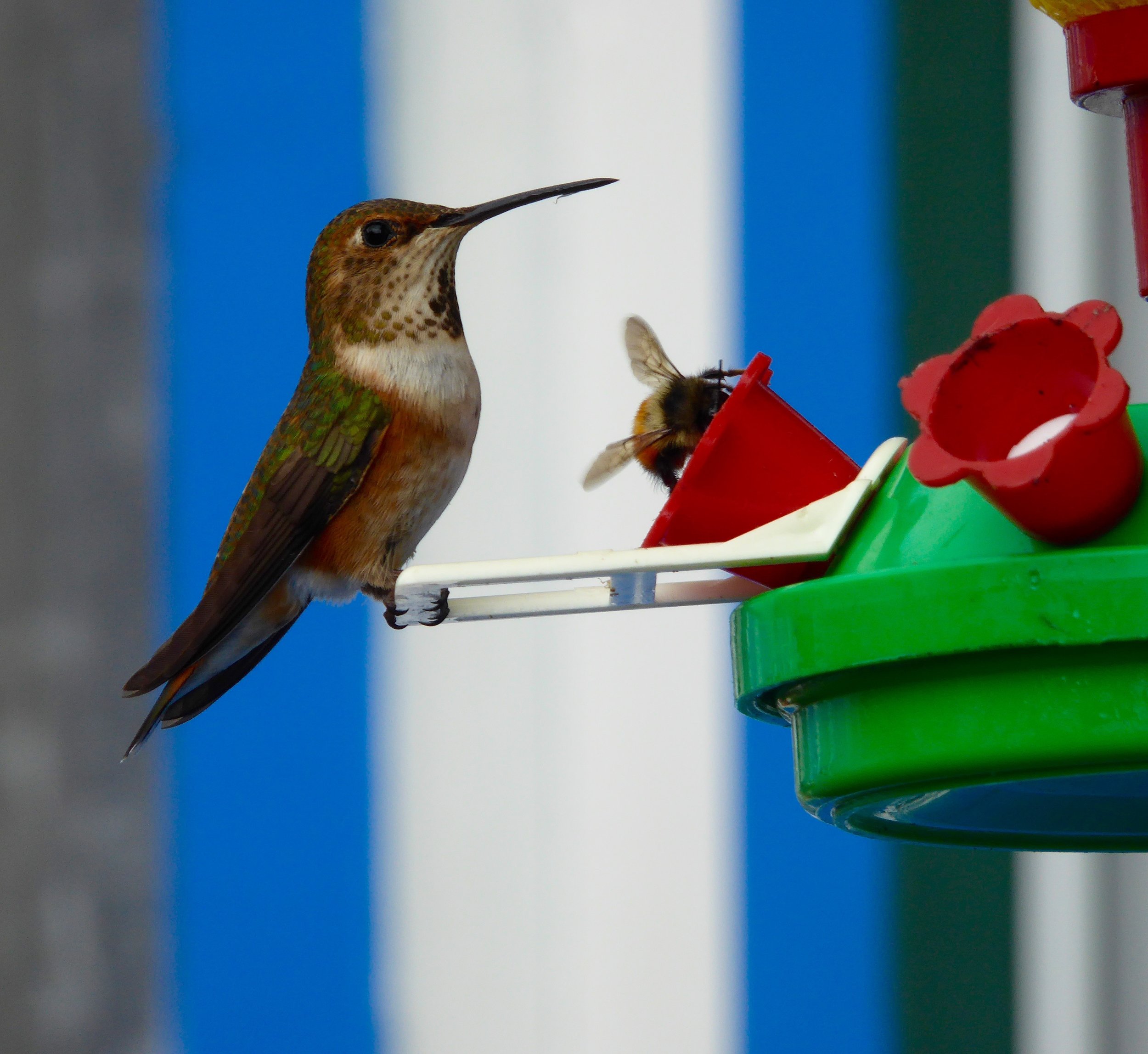 This is the female Rufous. Notice that she is sharing the feeder with a bee,