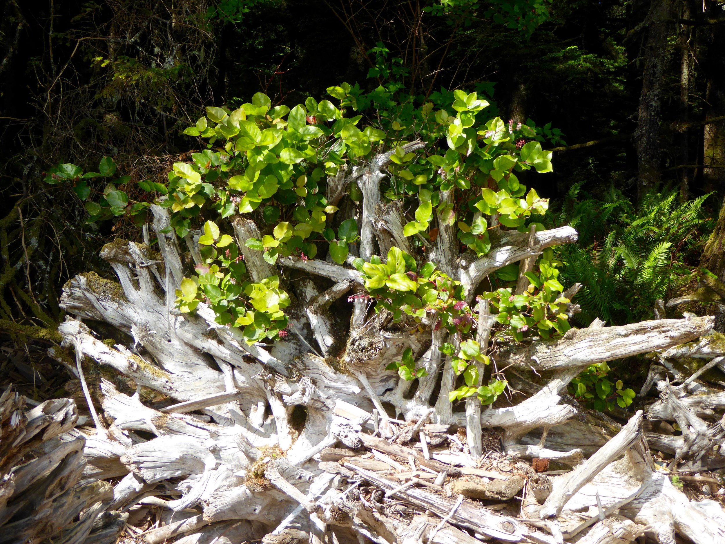 Salal Plant