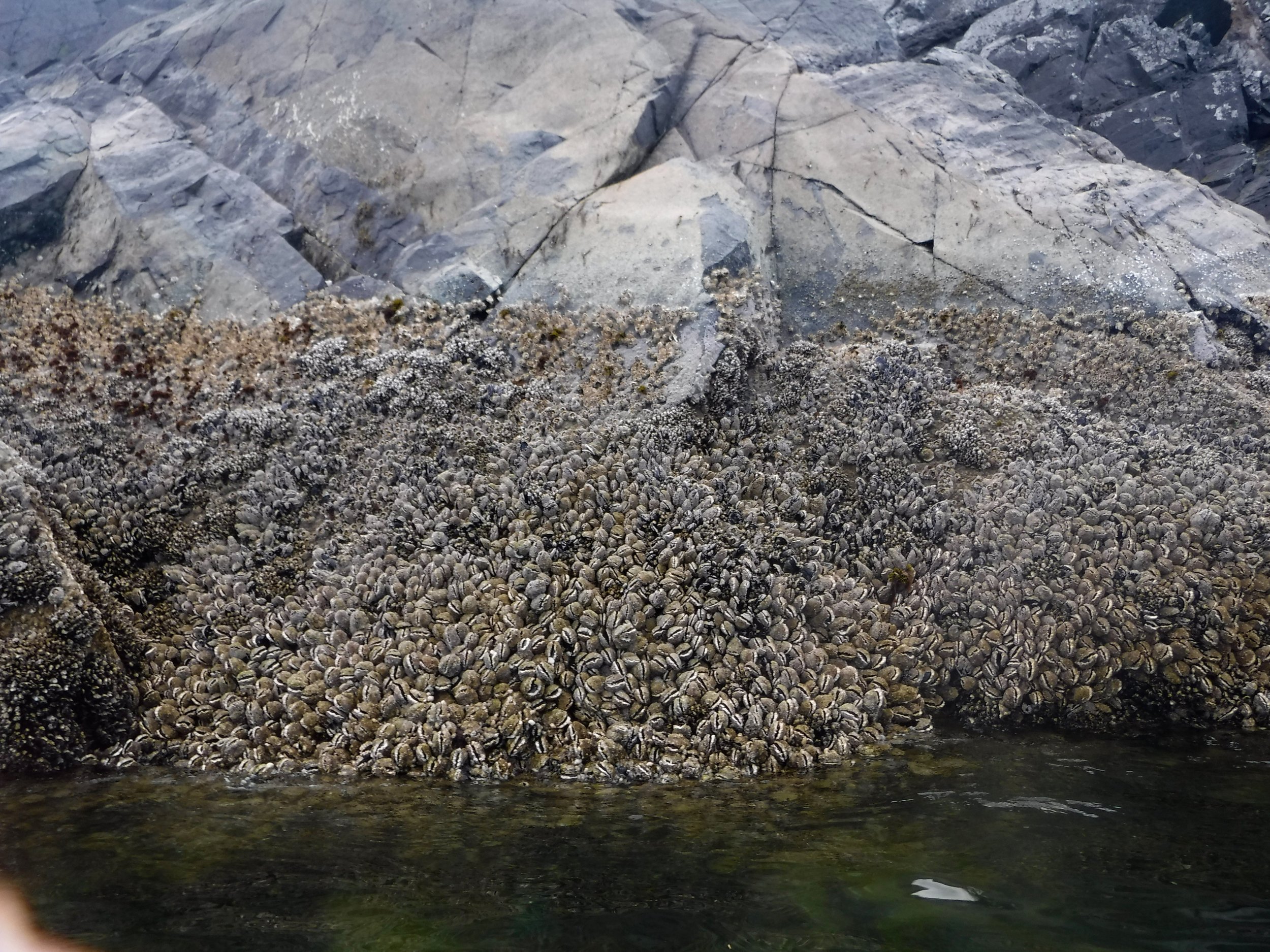 Oysters are plentiful.