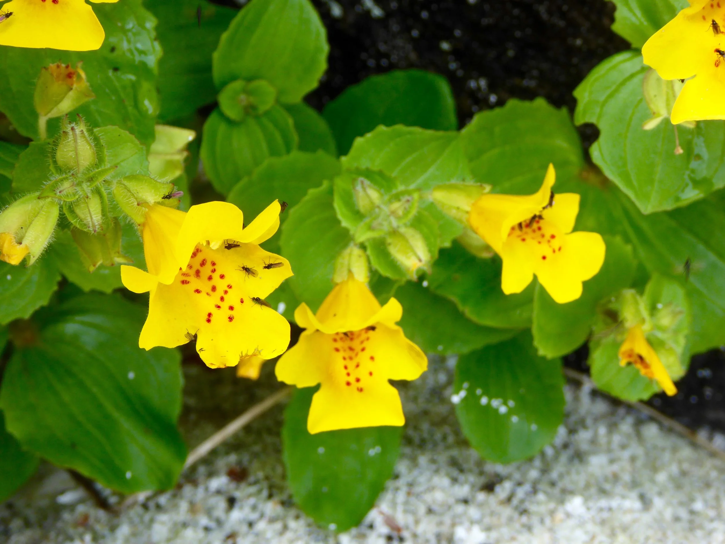 Monkey Flower