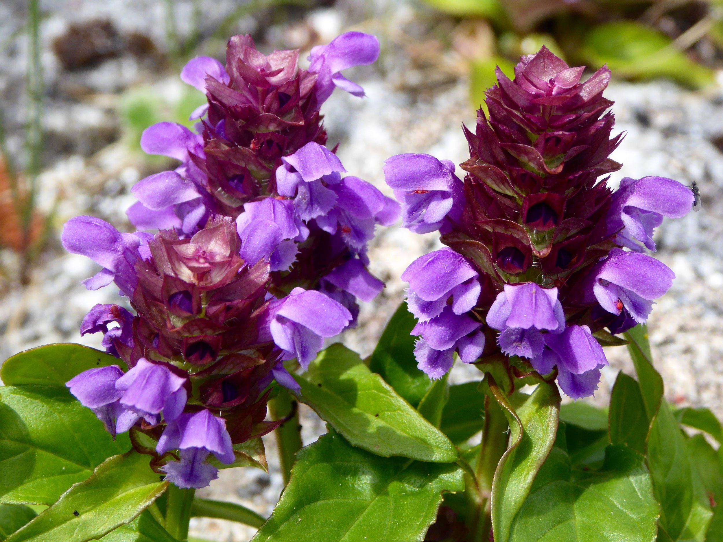A flower in the mint family