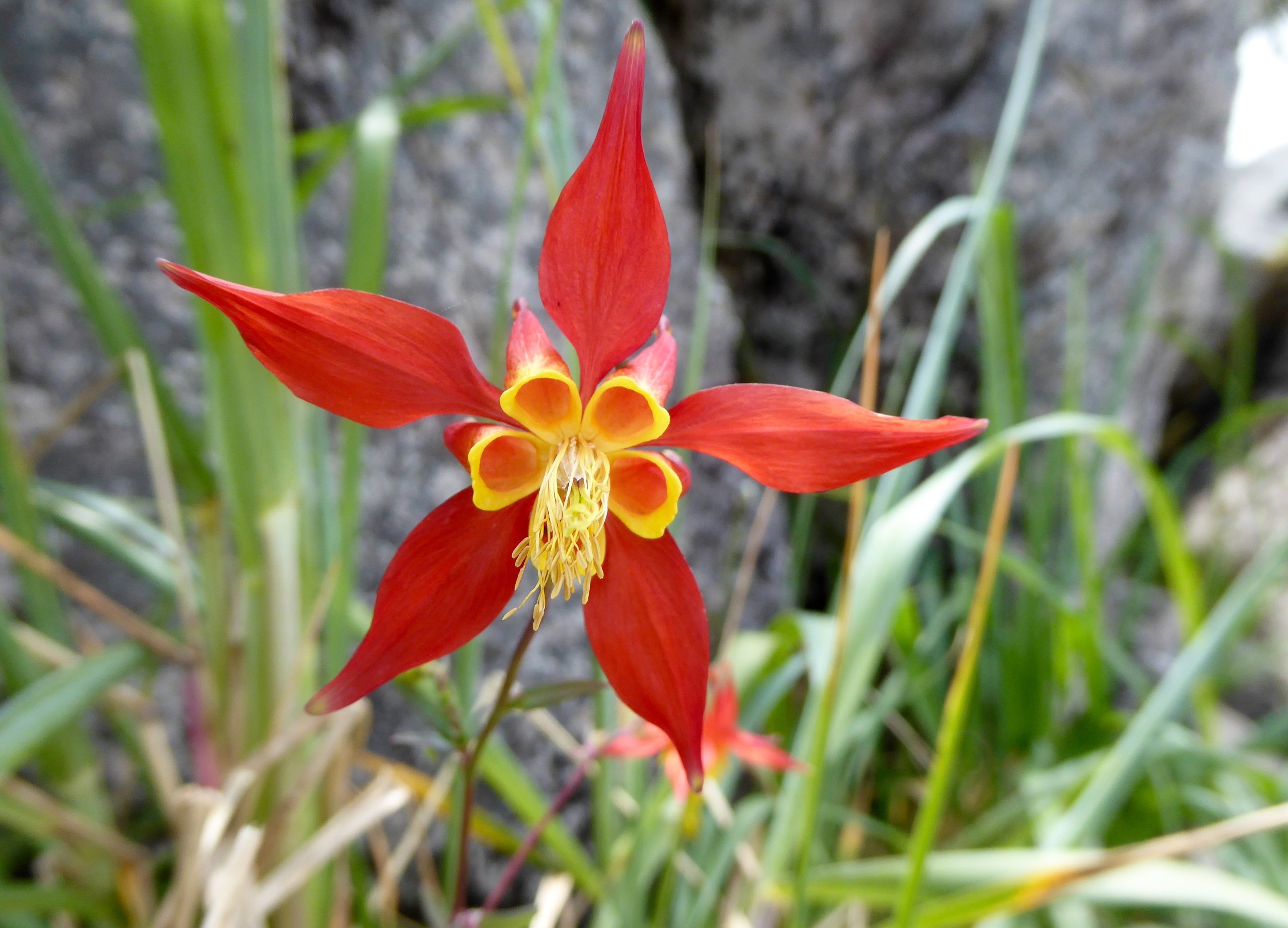 Columbine