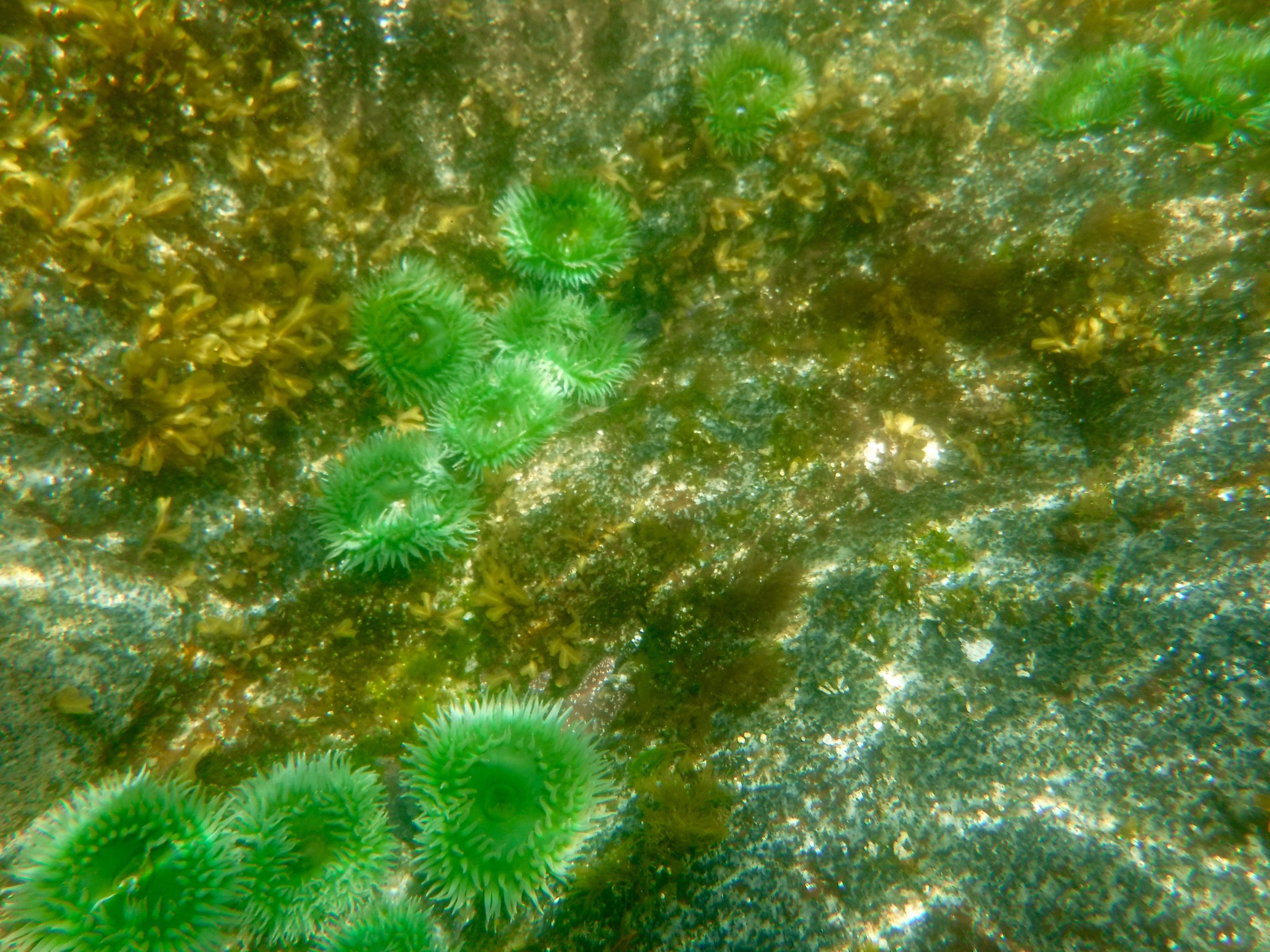 Anemomes
