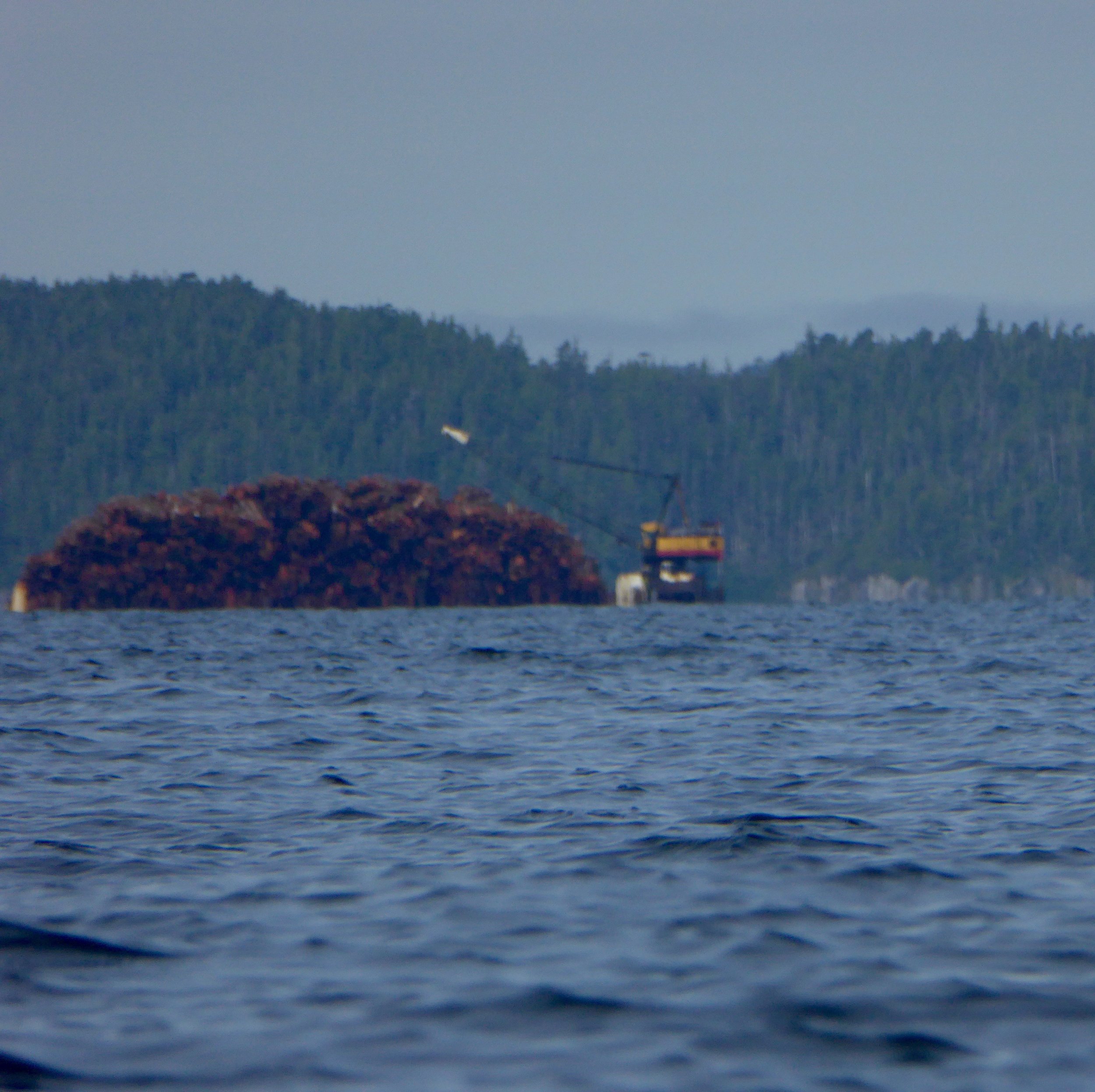Most of these logs are going to a pulp mill.