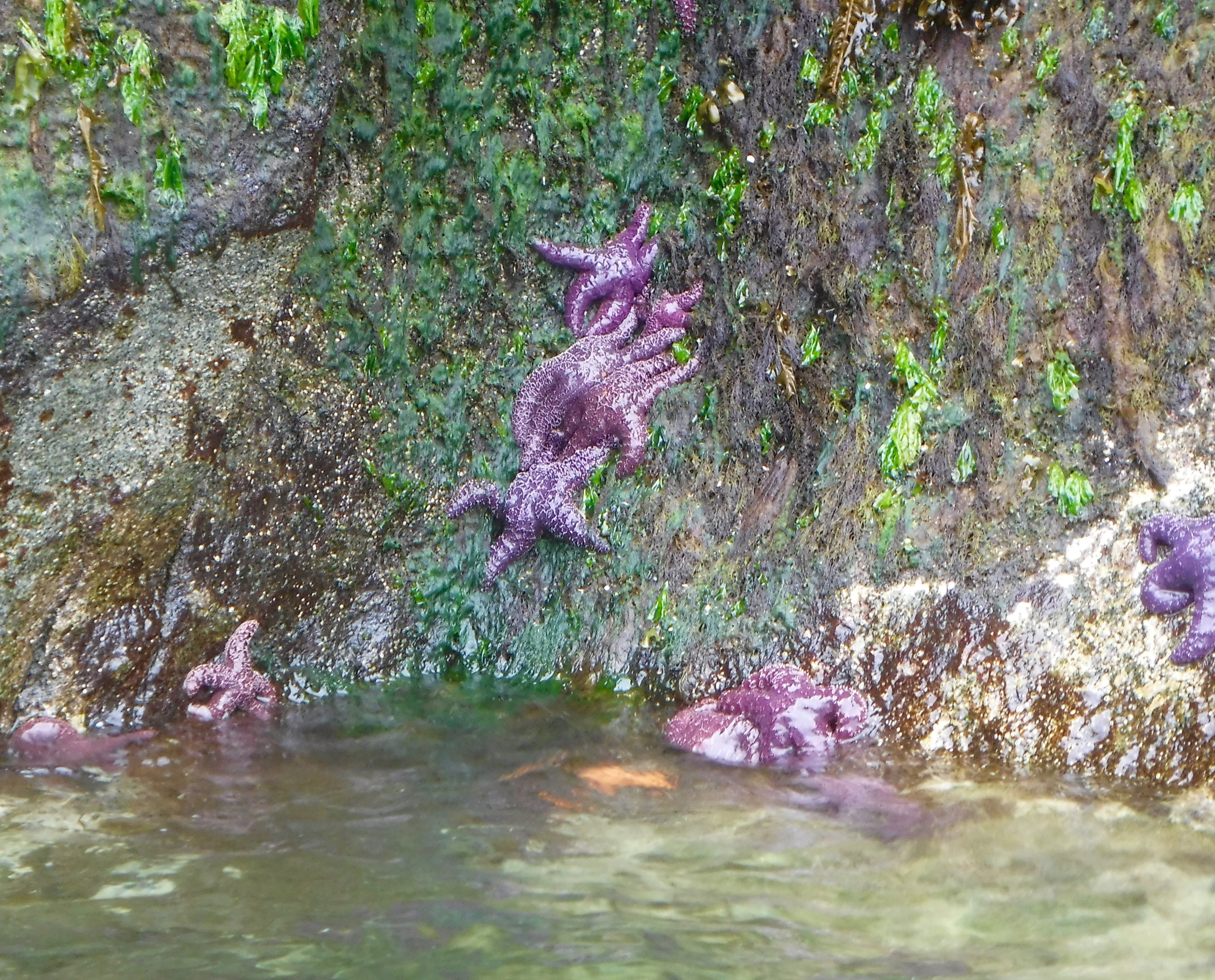 Purple starfish