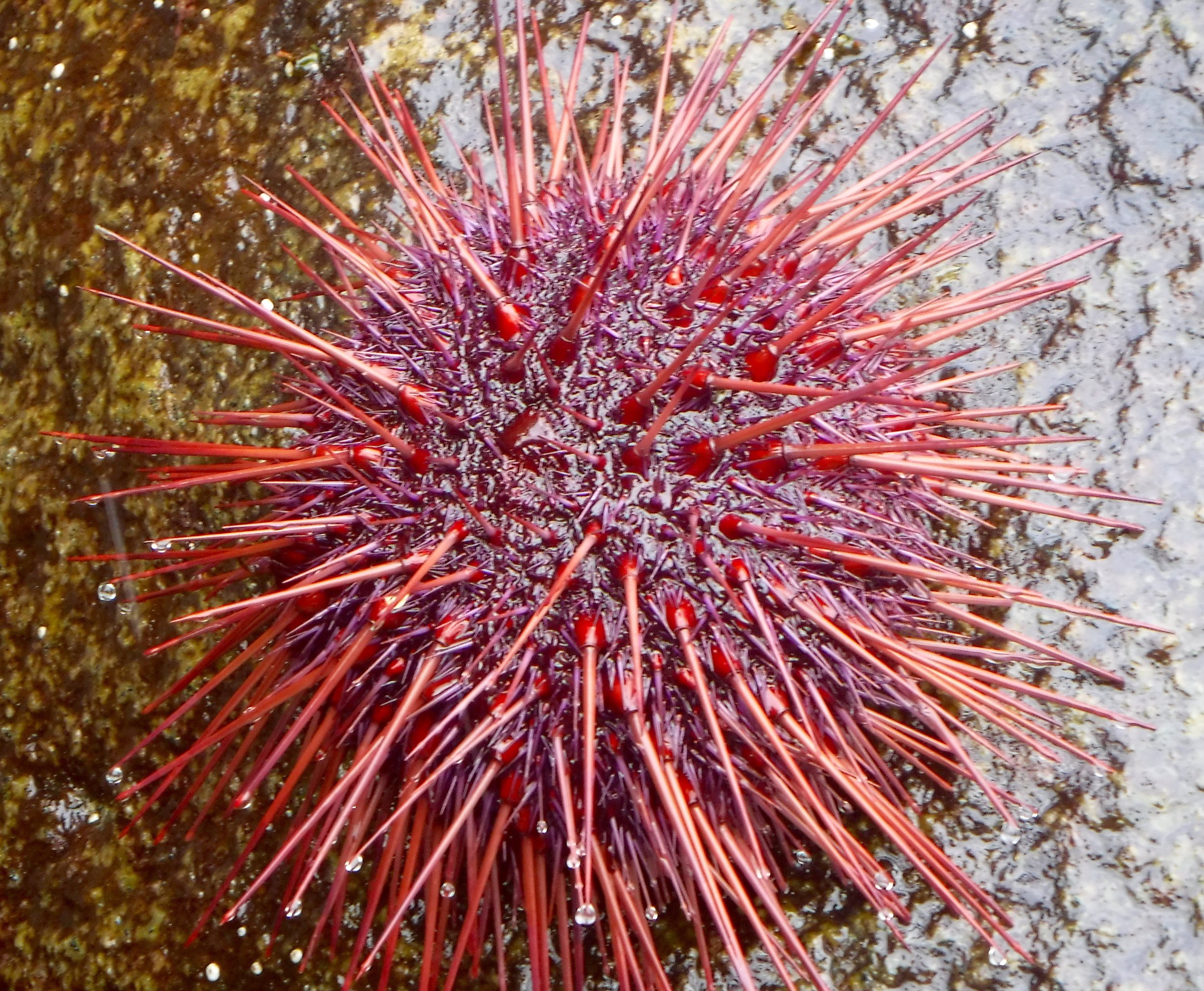 Red Sea Urchin