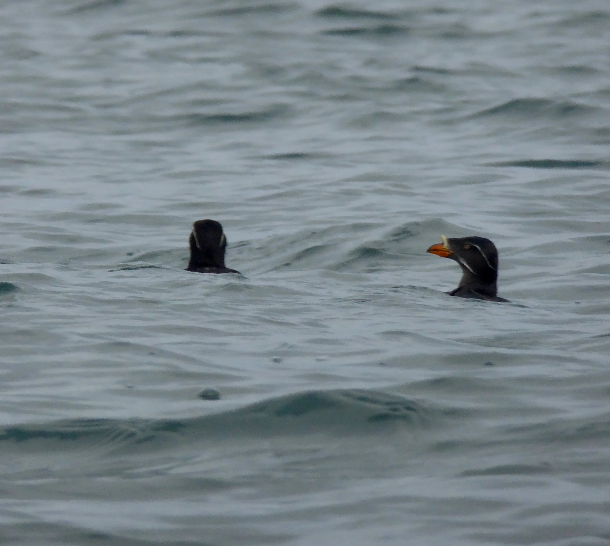 Rhinoceros Auklet