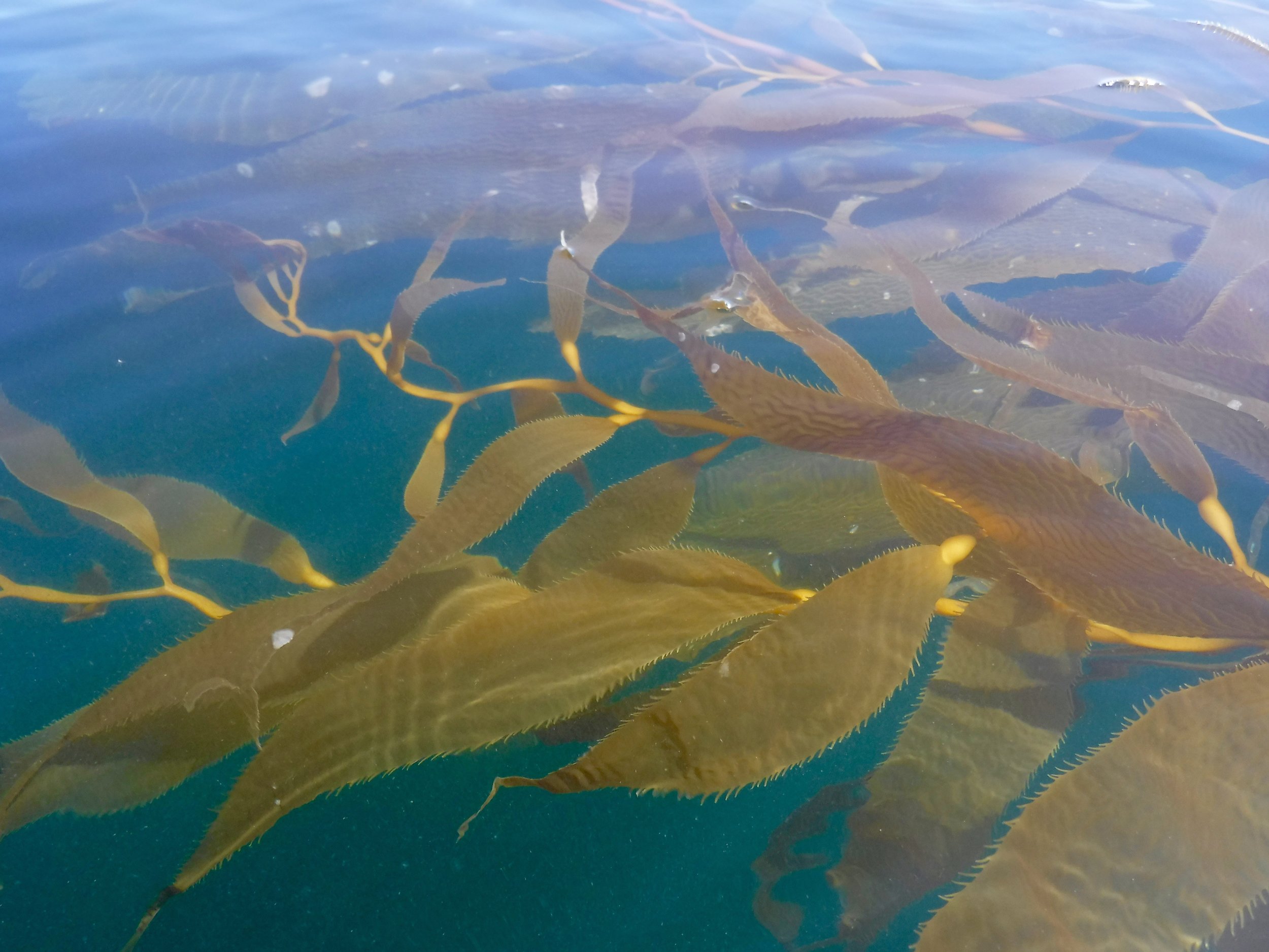 The underwater camera worked!