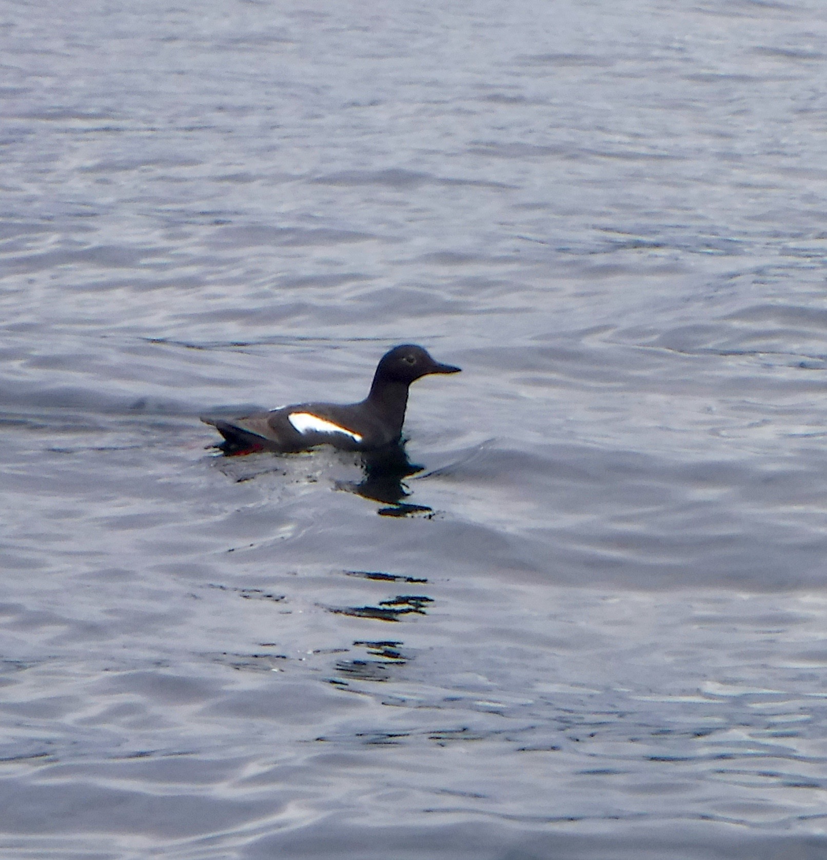 Pigeon Guillemot
