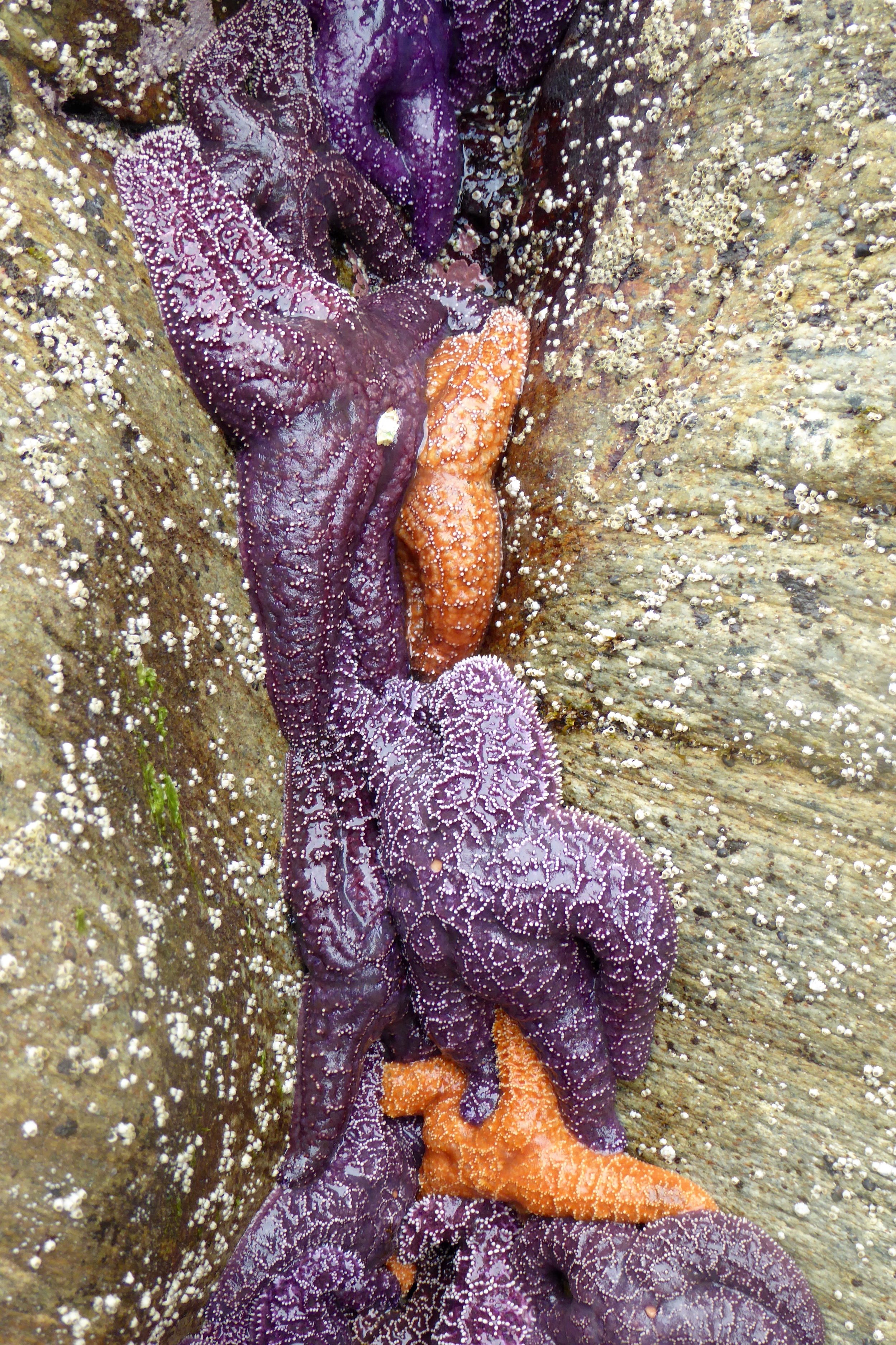 Sea Stars