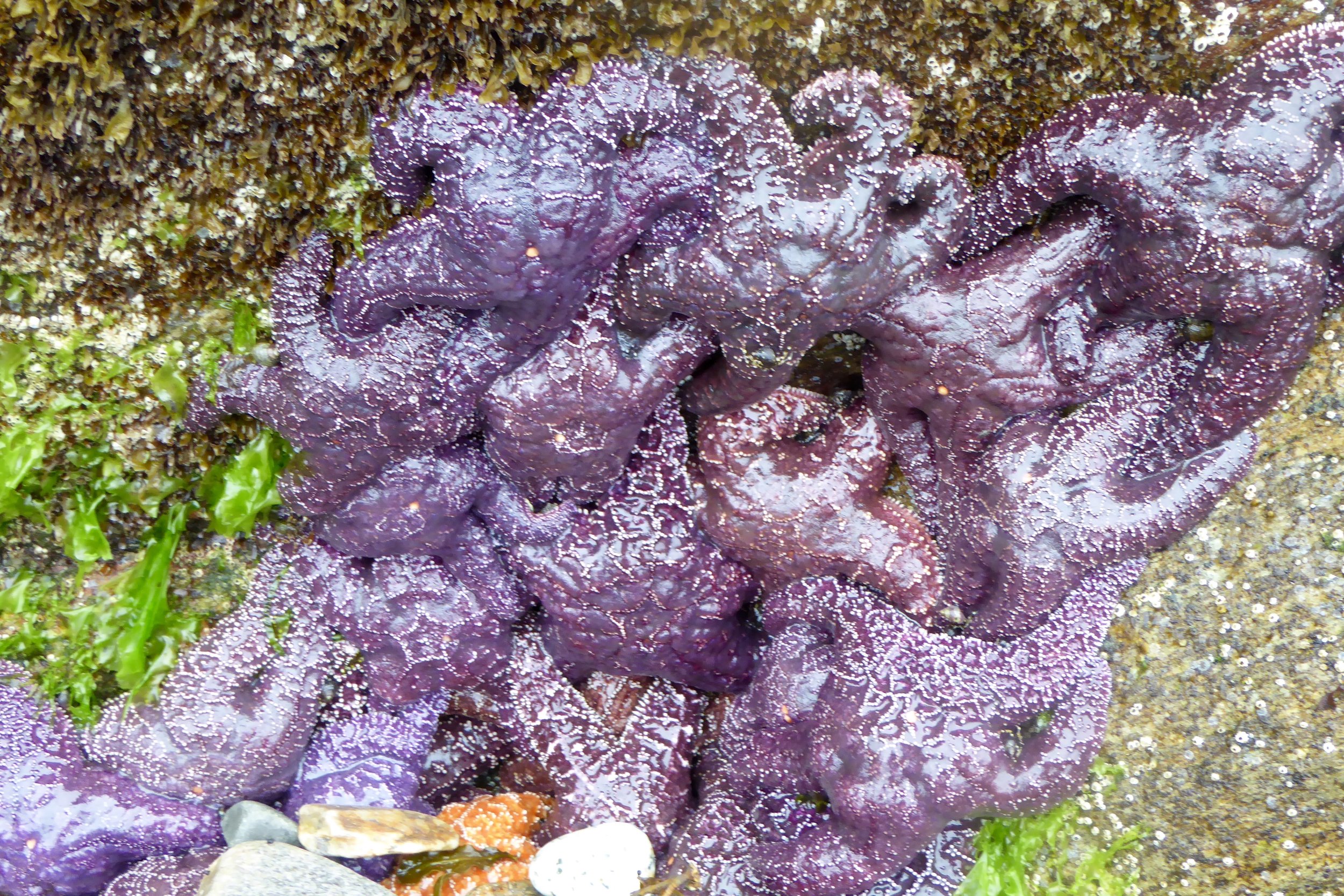 And more Sea Stars