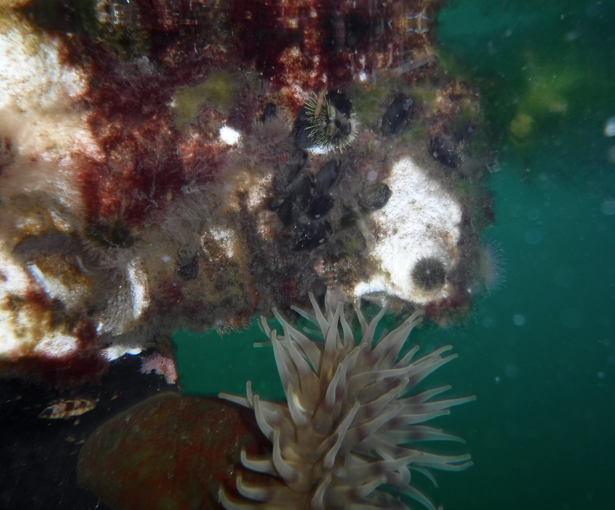 Lot of marine creatures were living under the dock.