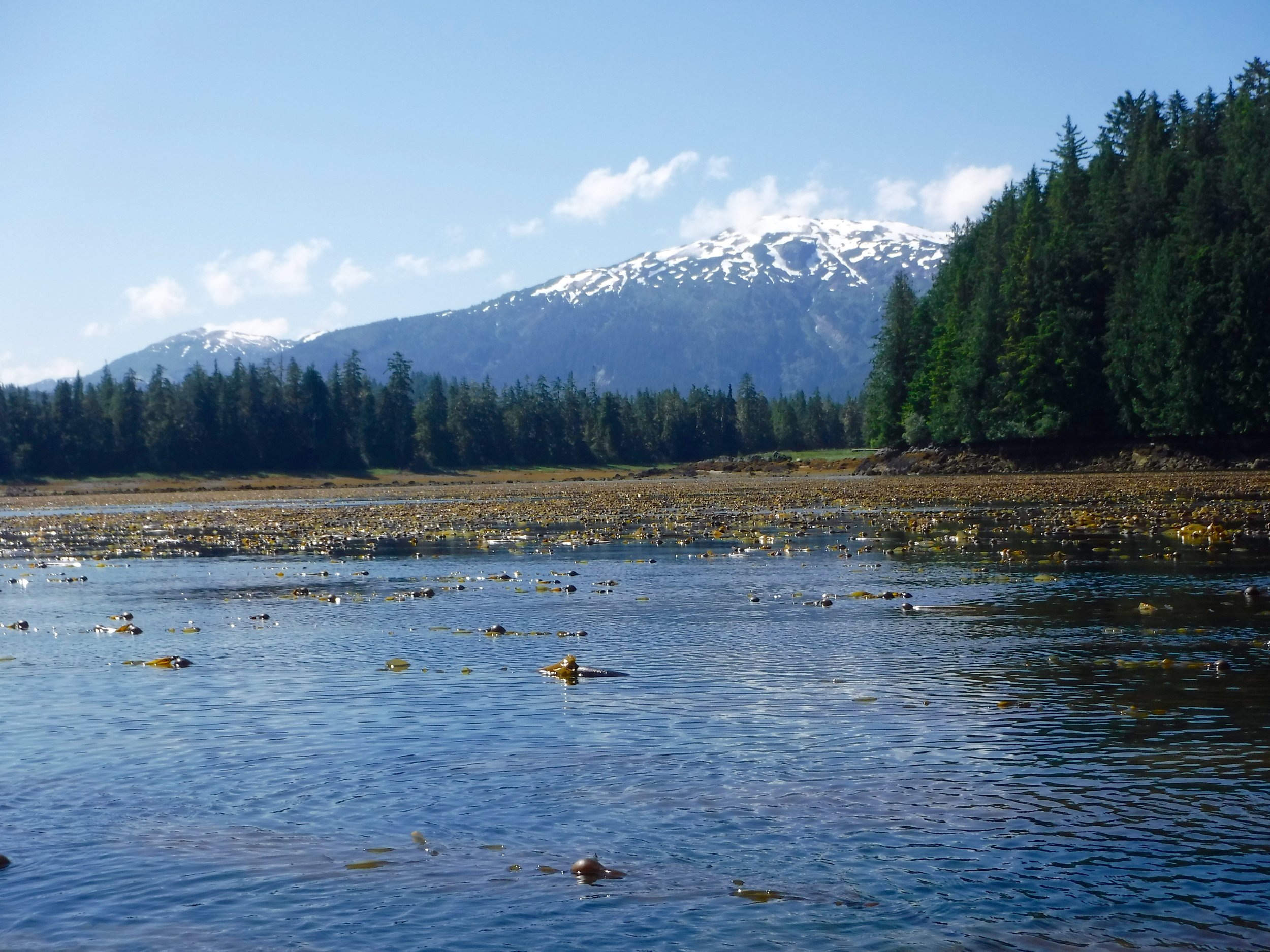 The only challenge here was the tide was going out and we kept having to move our kayaks.