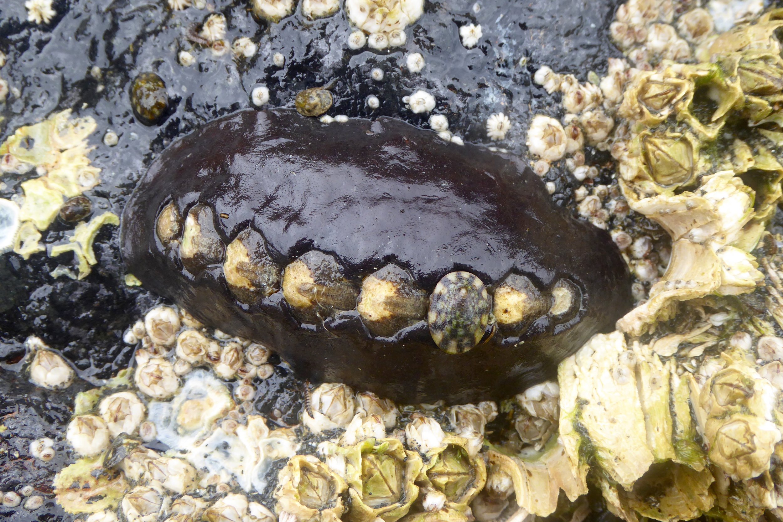 Love the limpet that attached itself to the chiton
