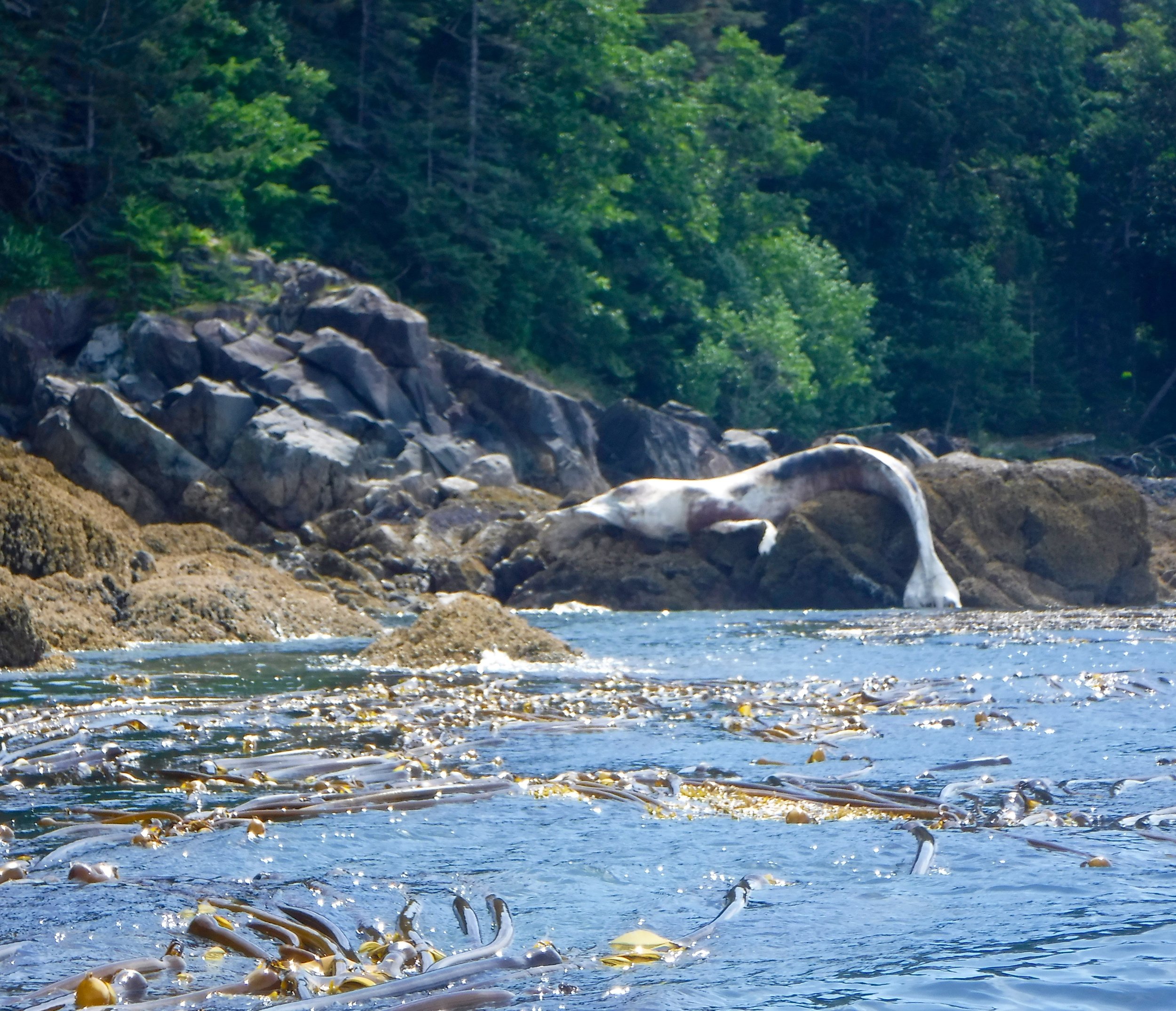 A dead Whale was stuck on a rock...this was not a pretty sight...could not tell what happened.