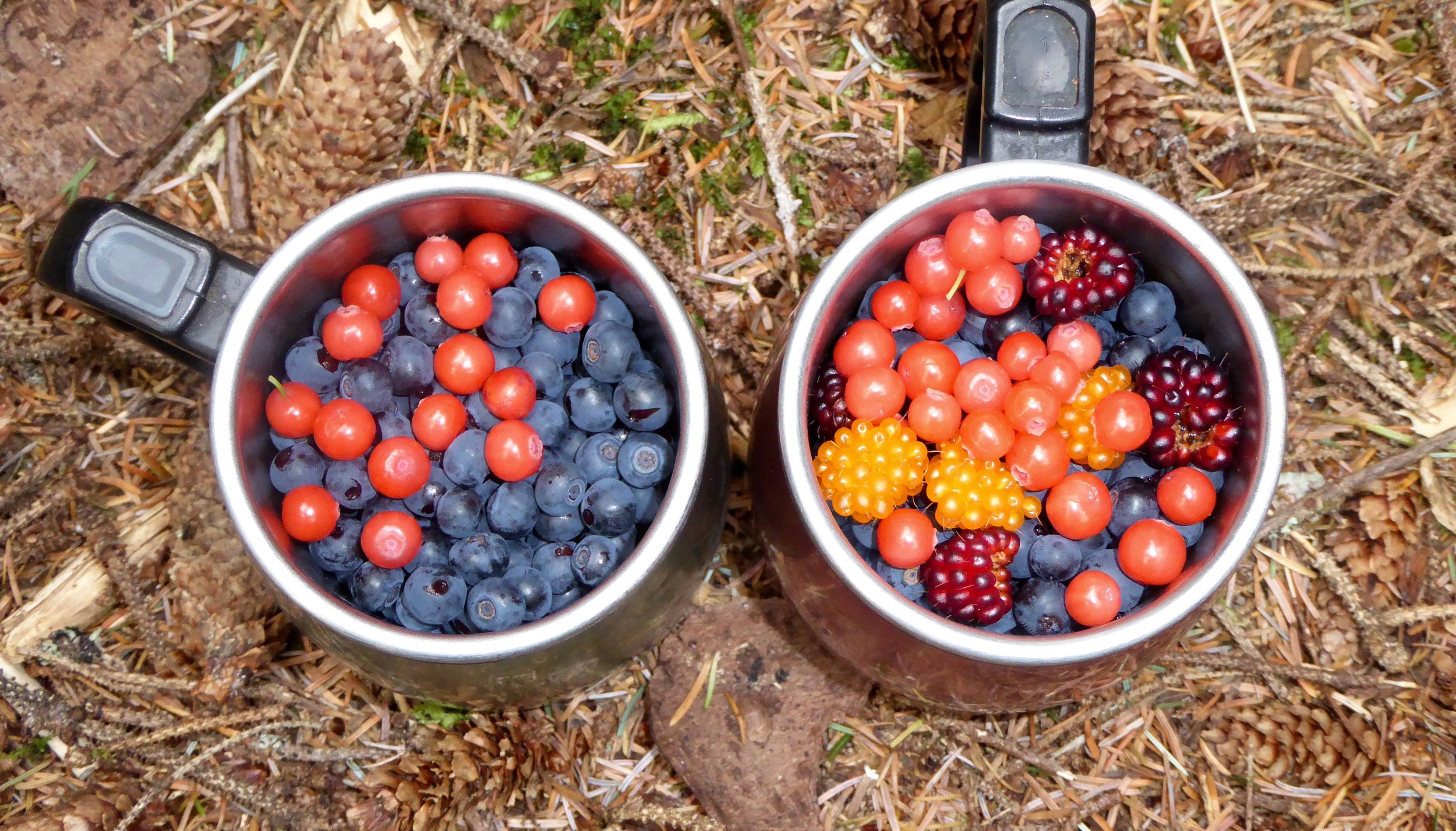 Best berries of the trip.