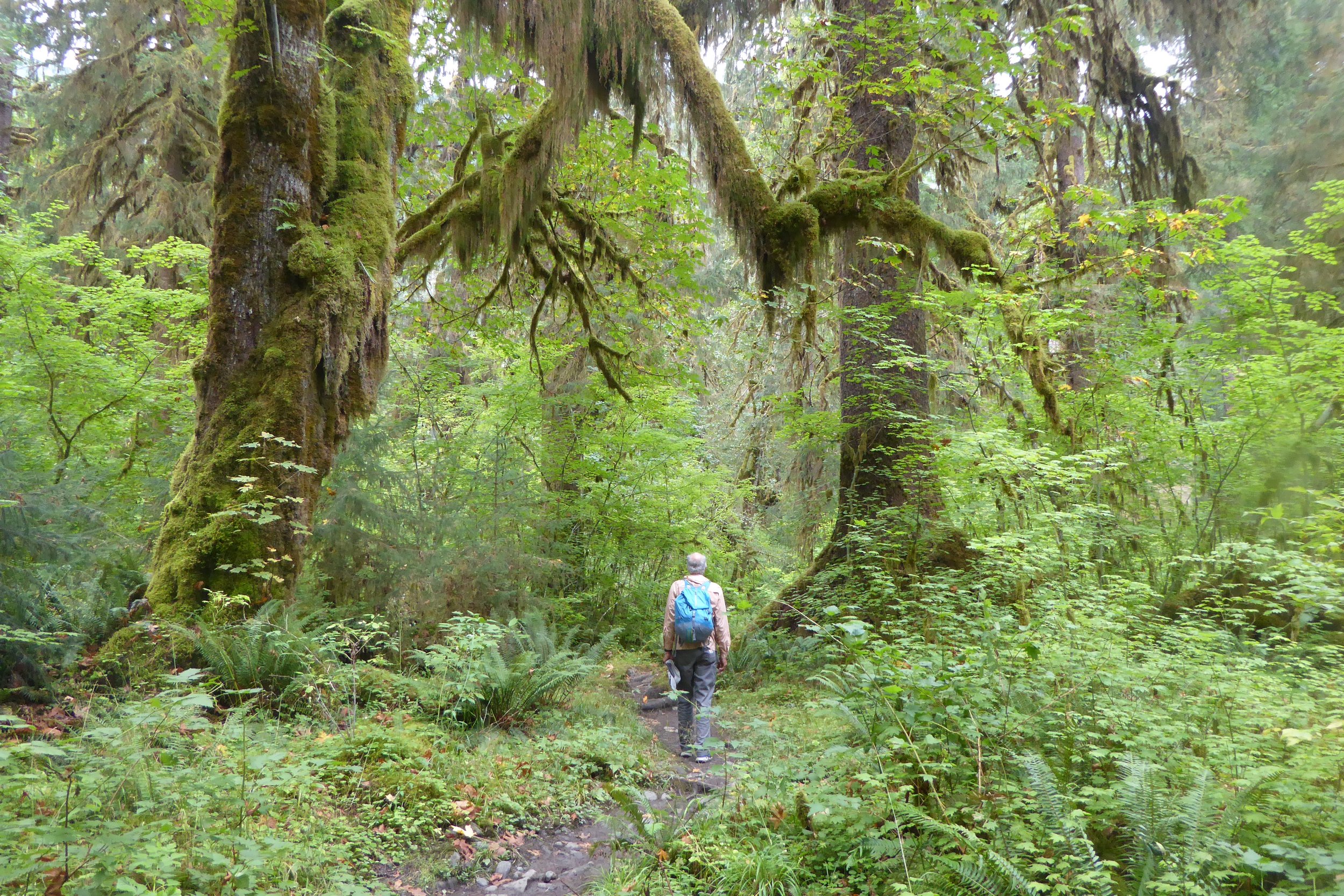 A hike filled with old growth forest.