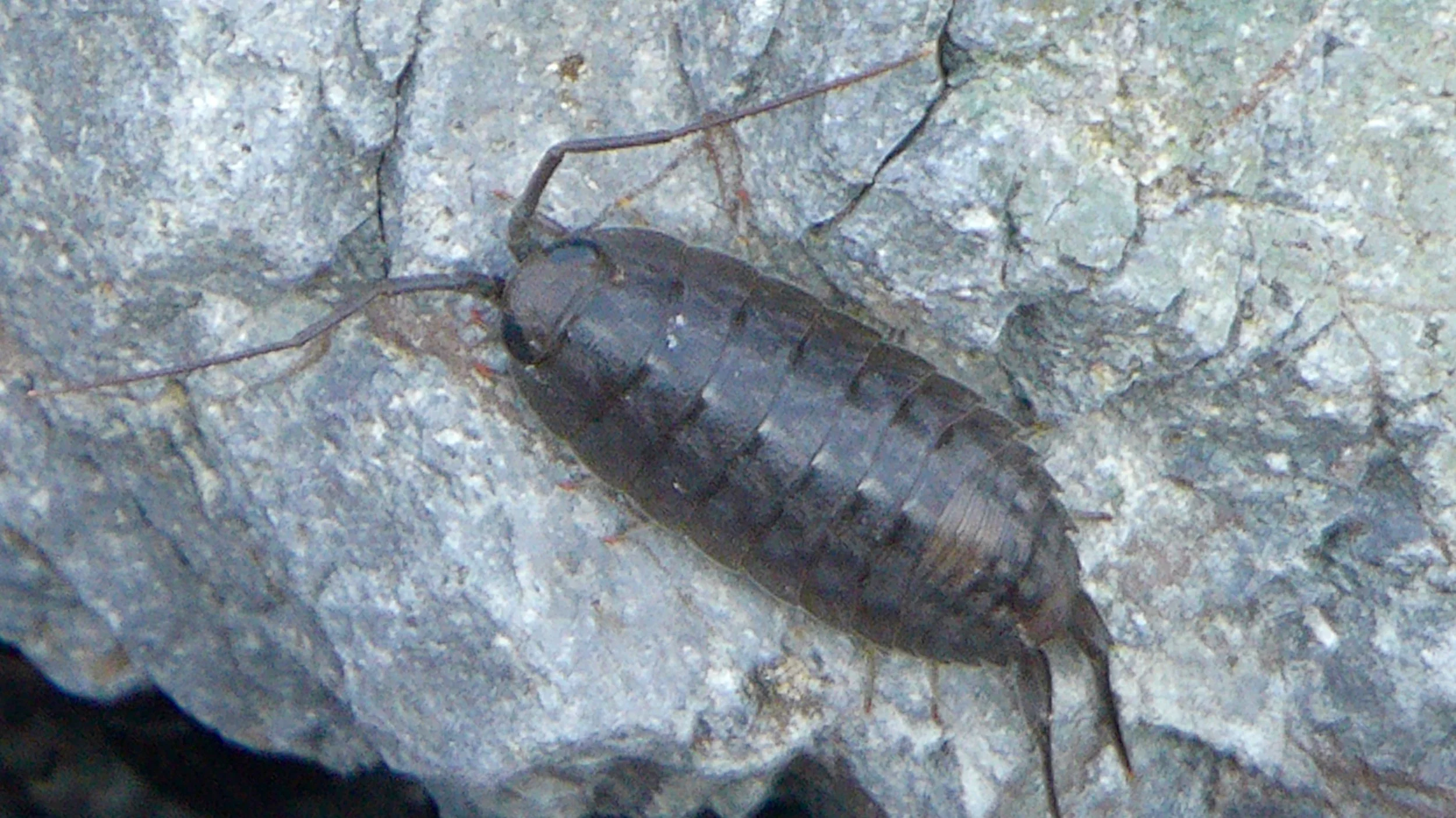 The Isopod