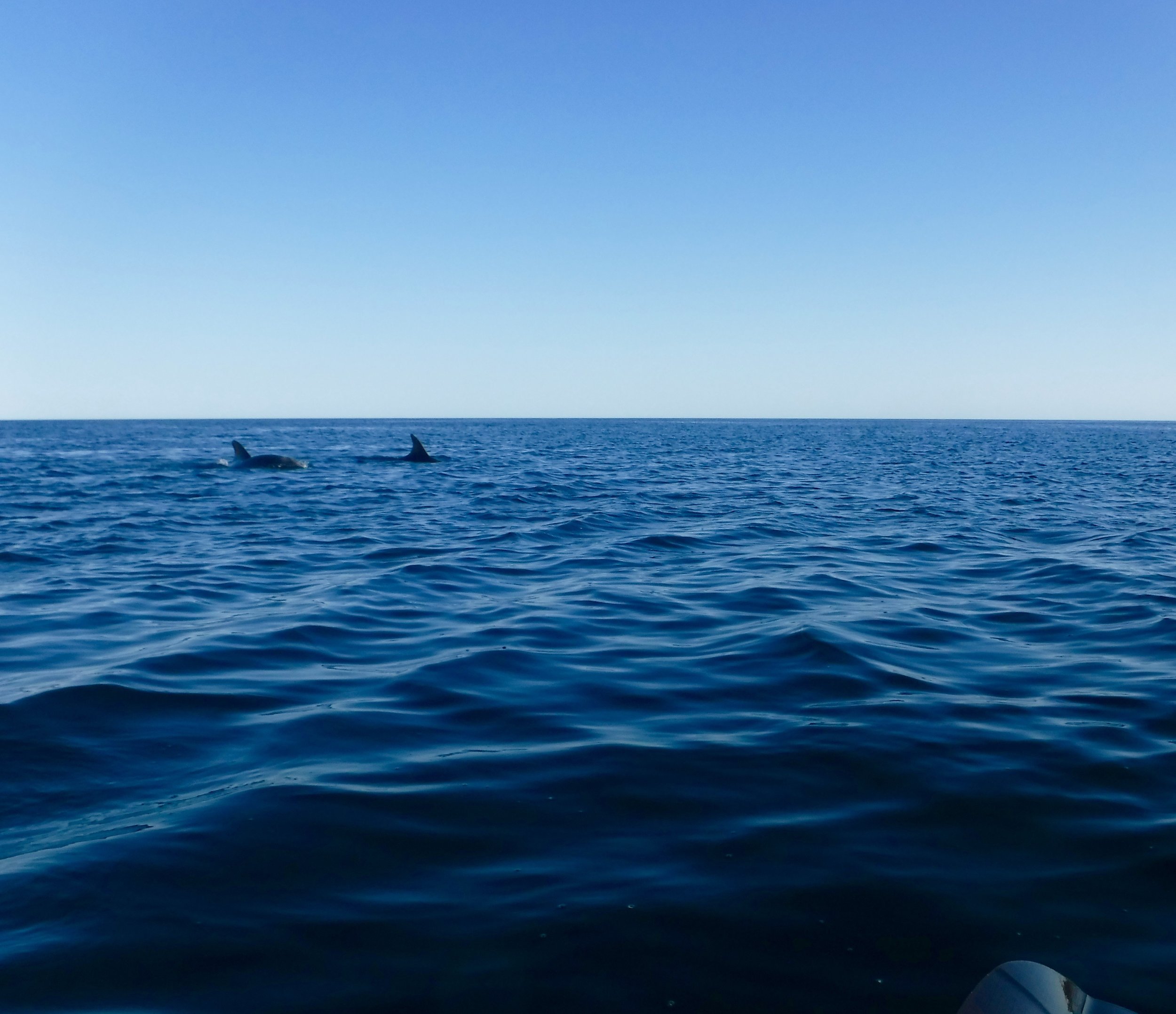 Always fun to see these mammals swim by!