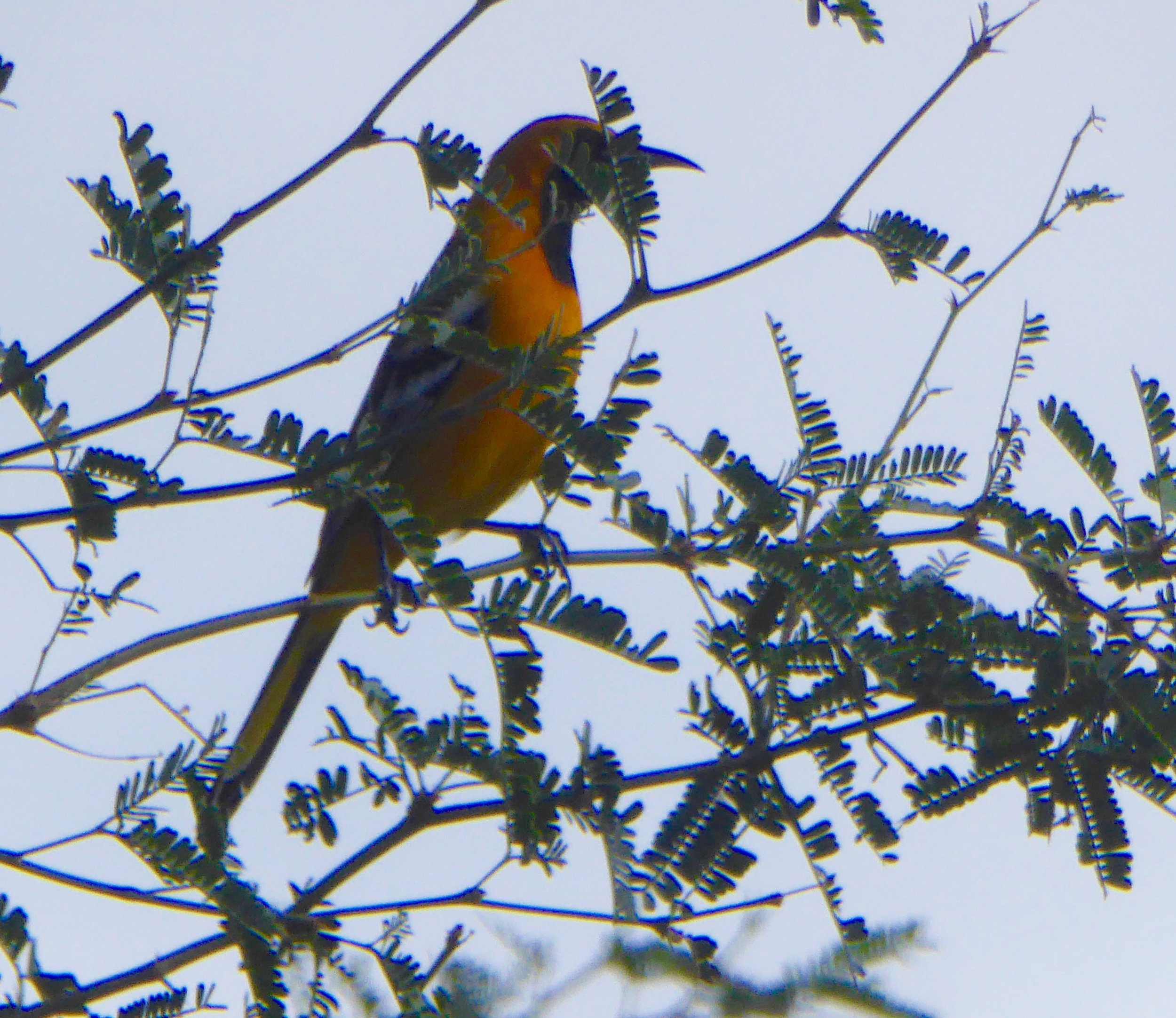 Hooded Oriole