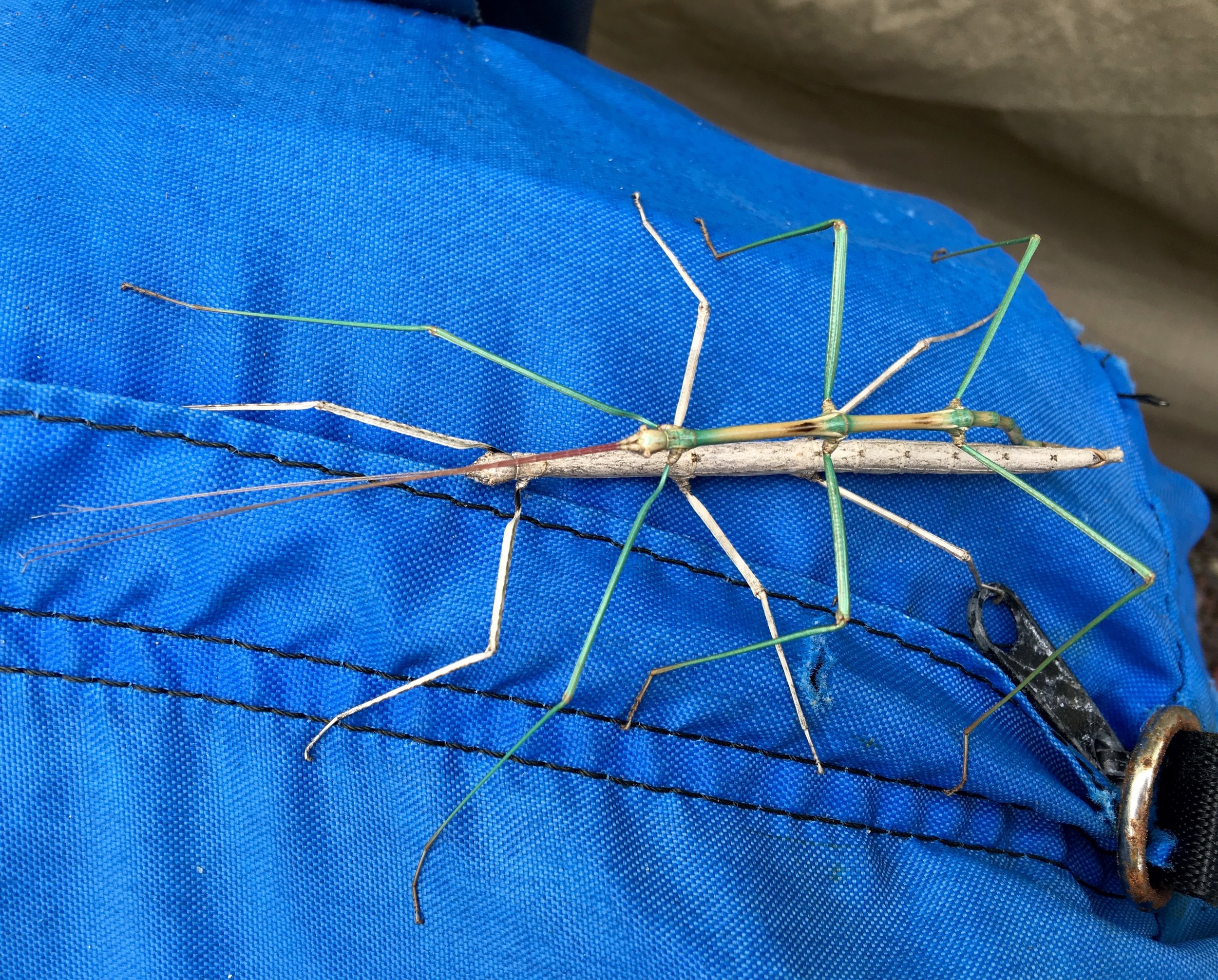 The female is quite a bit larger than the male.