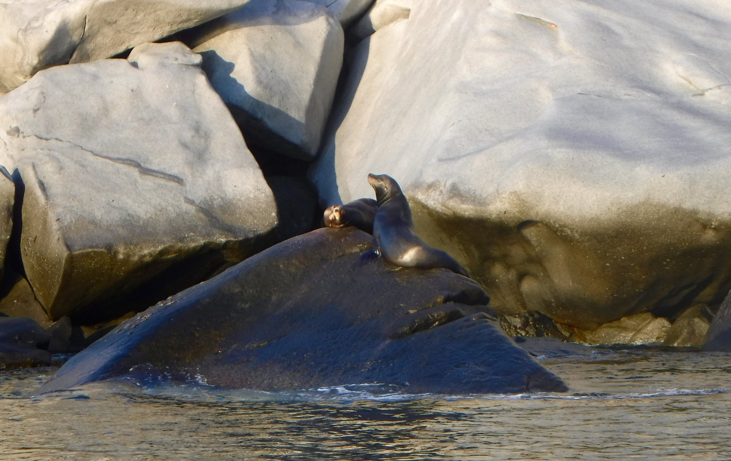 This sea lion let the others know there were boats in the vicinity.