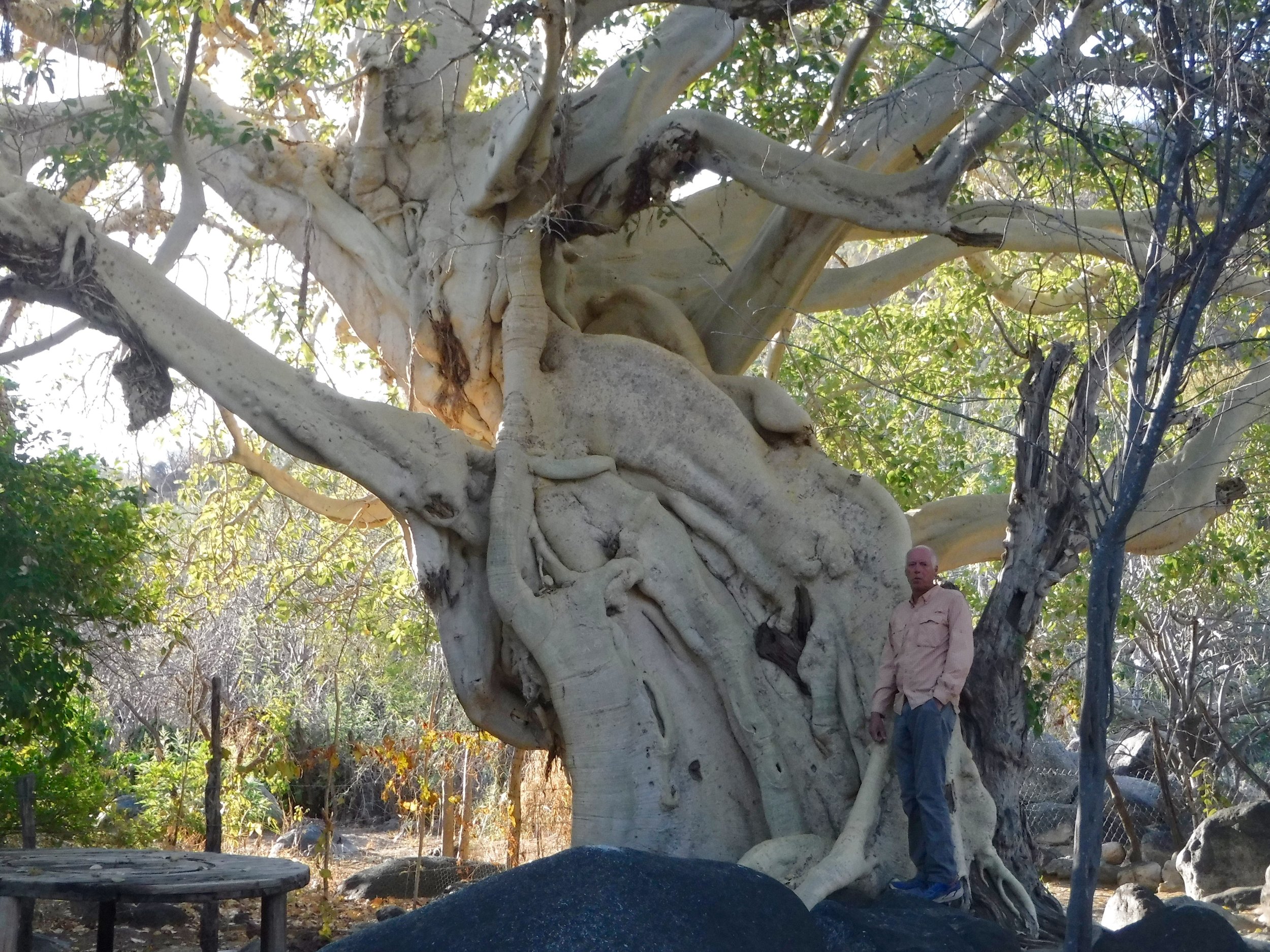 I think that this is the largest fig tree we have seen in Baja.