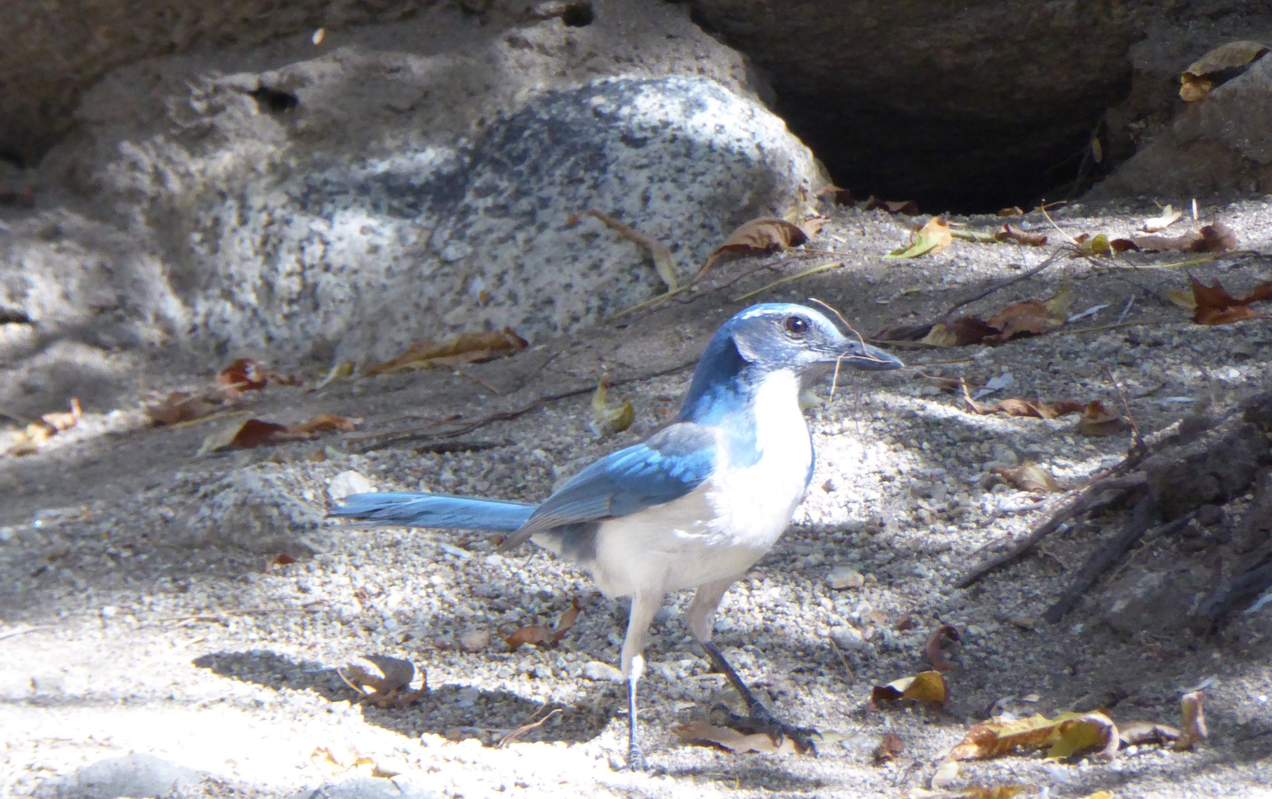 Scrub Jay