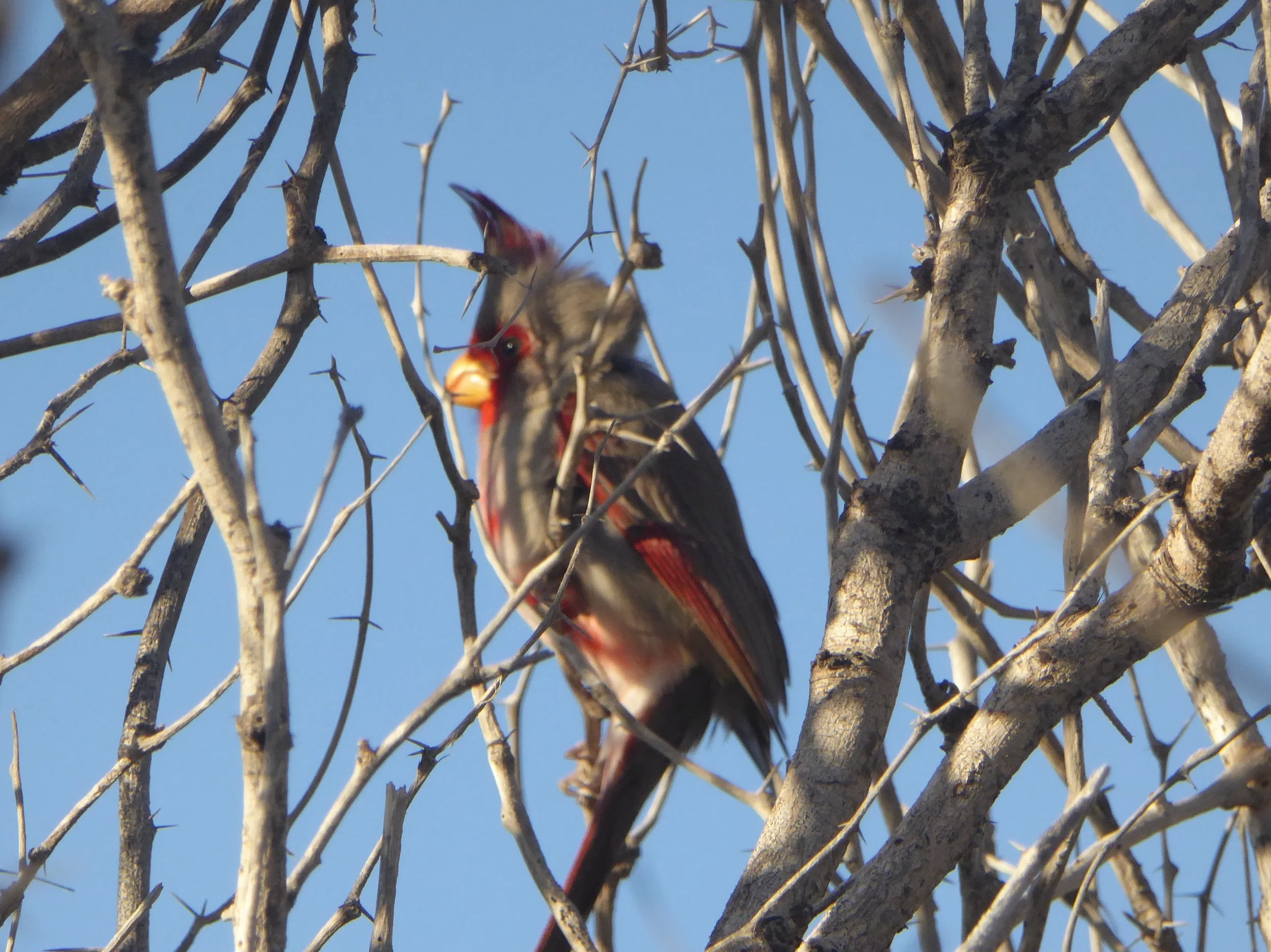 Pyrrhuloxia
