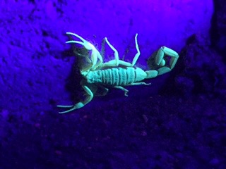 Always fun to carry a black light.