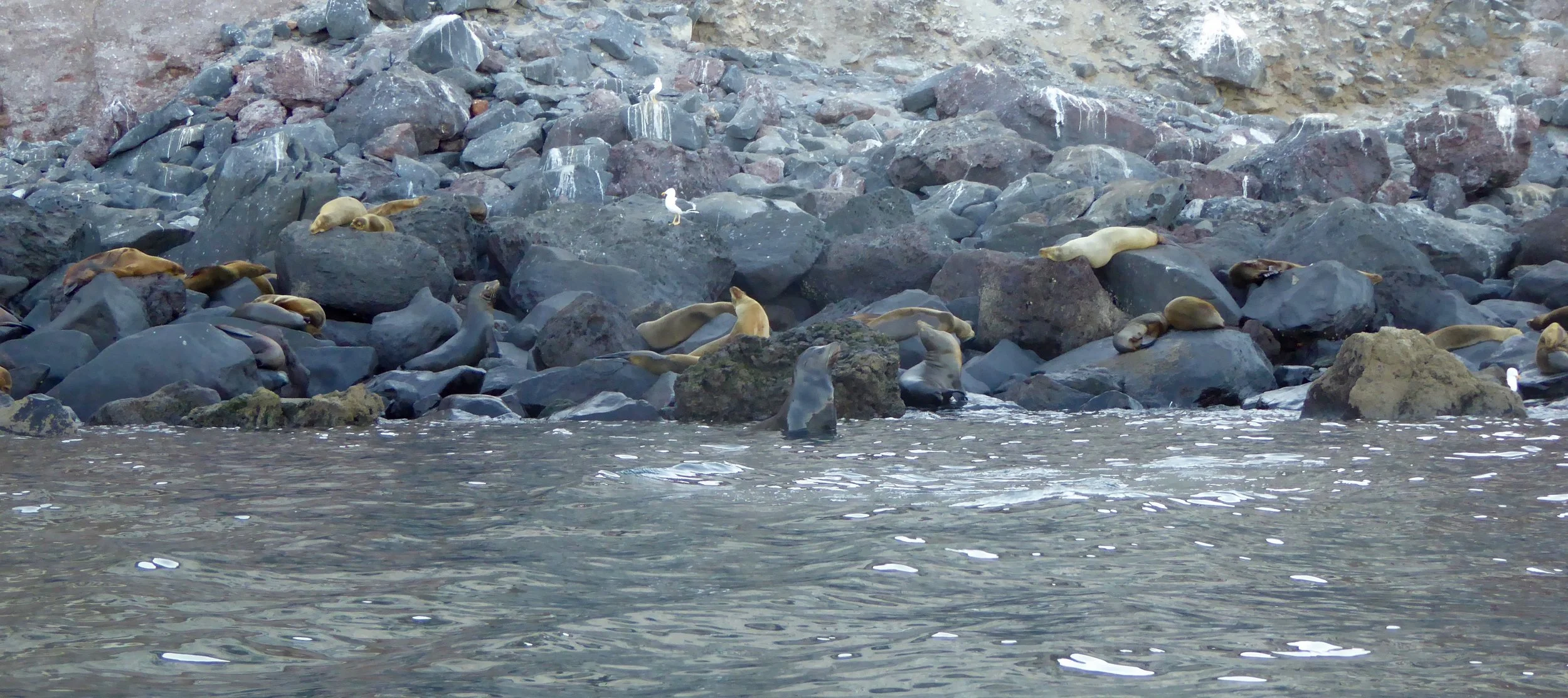 A large male seemed to be watching over his harem.